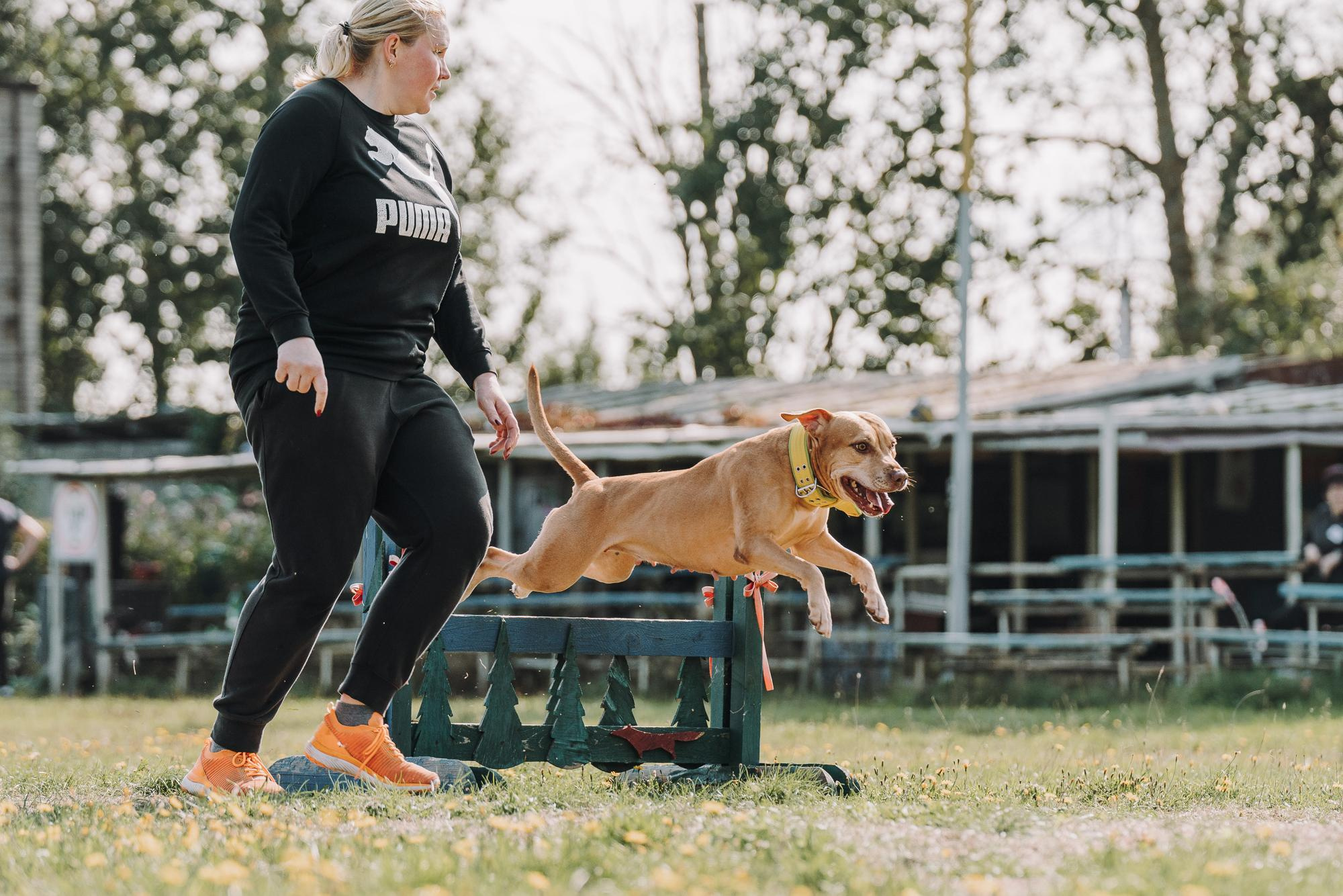 День пита и стаффа. Фотограф анималист Осипчикова Мария