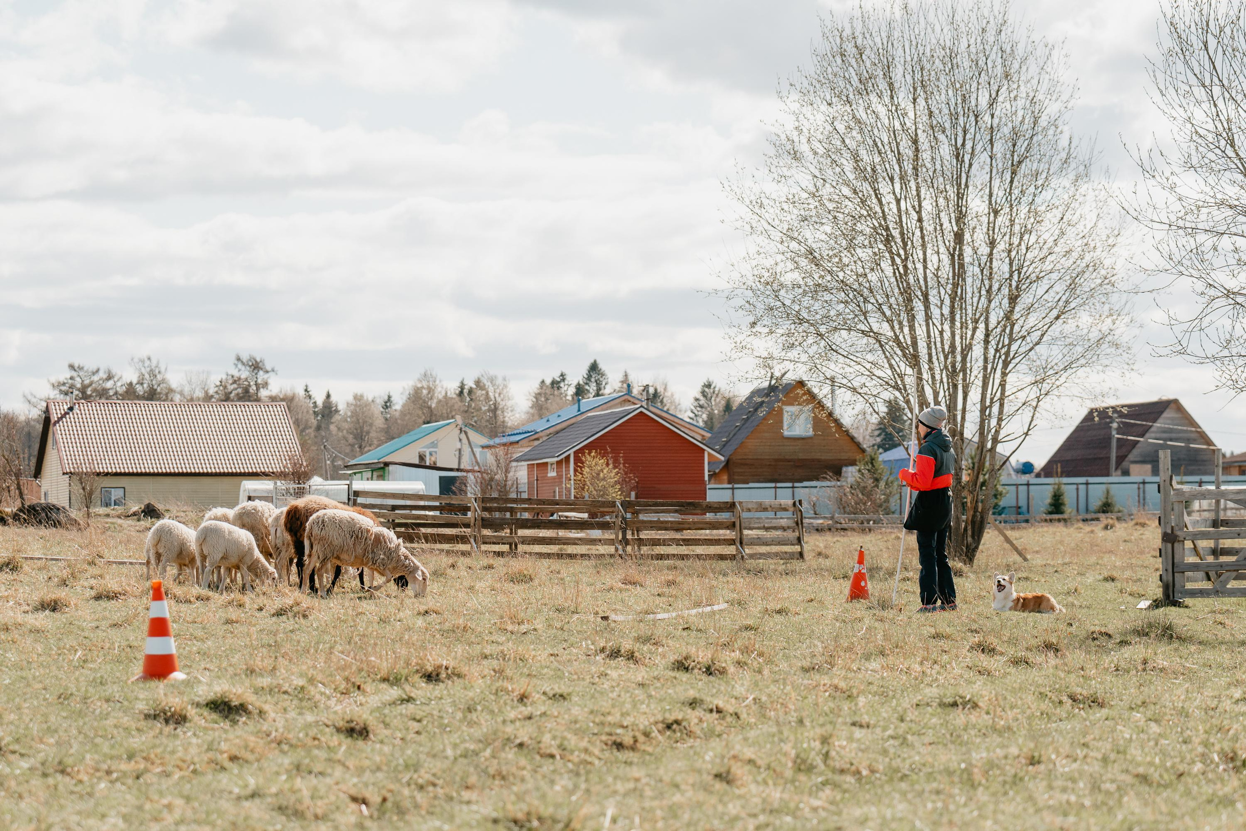 Пастушья служба. Фотограф анималист Осипчикова Мария