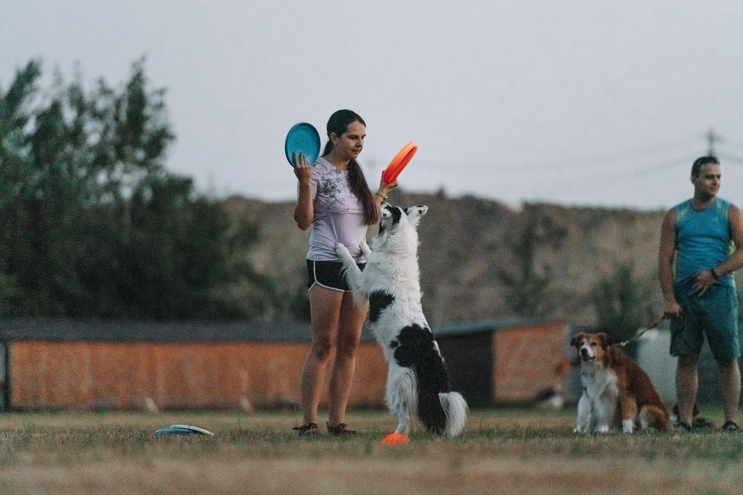Фрисби игры UpDog. Фотограф анималист Осипчикова Мария