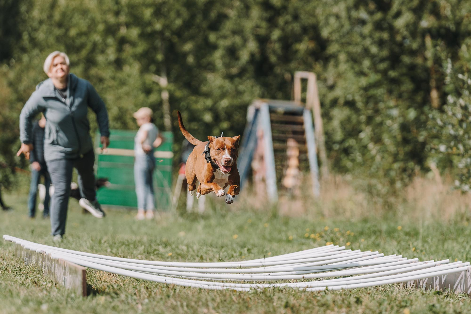 День пита и стаффа. Фотограф анималист Осипчикова Мария