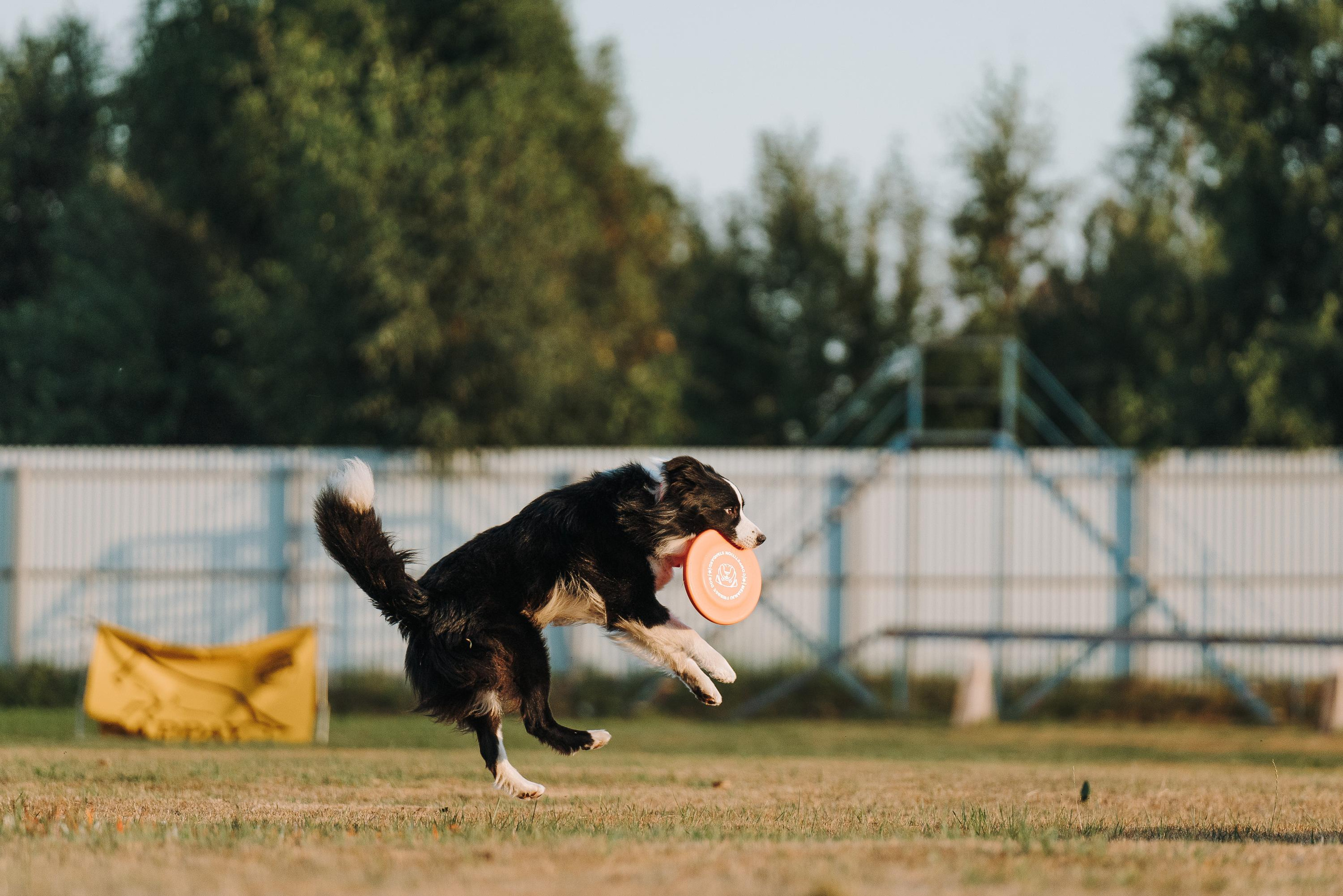 Фрисби игры UpDog. Фотограф анималист Осипчикова Мария