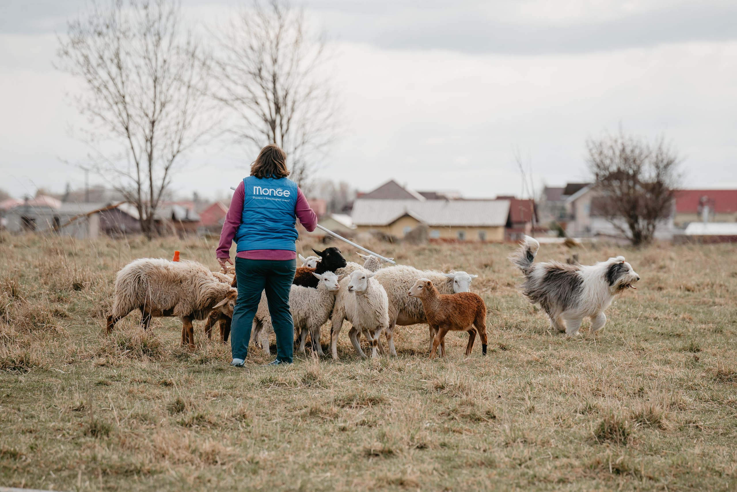 Пастушья служба. Фотограф анималист Осипчикова Мария