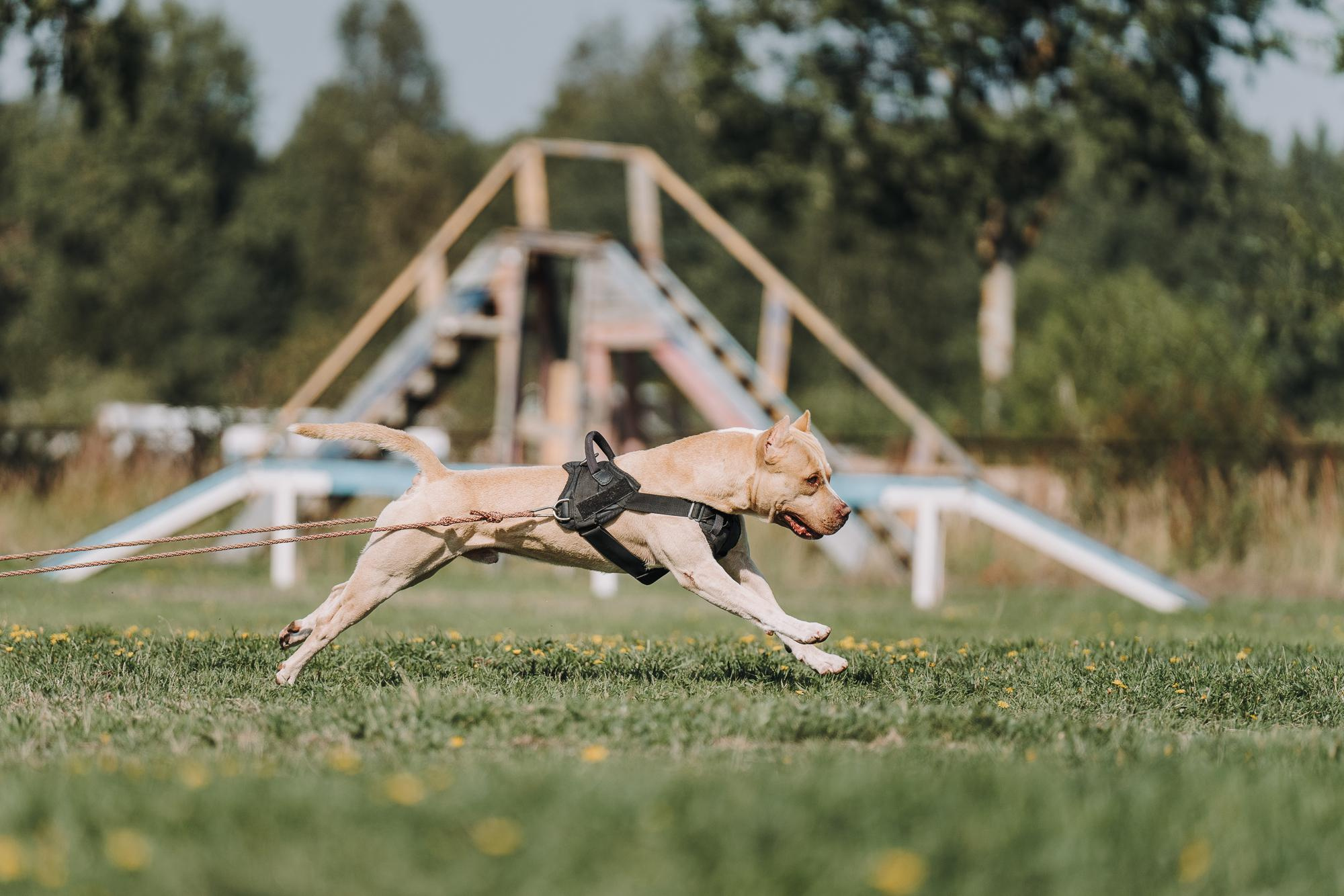 День пита и стаффа. Фотограф анималист Осипчикова Мария