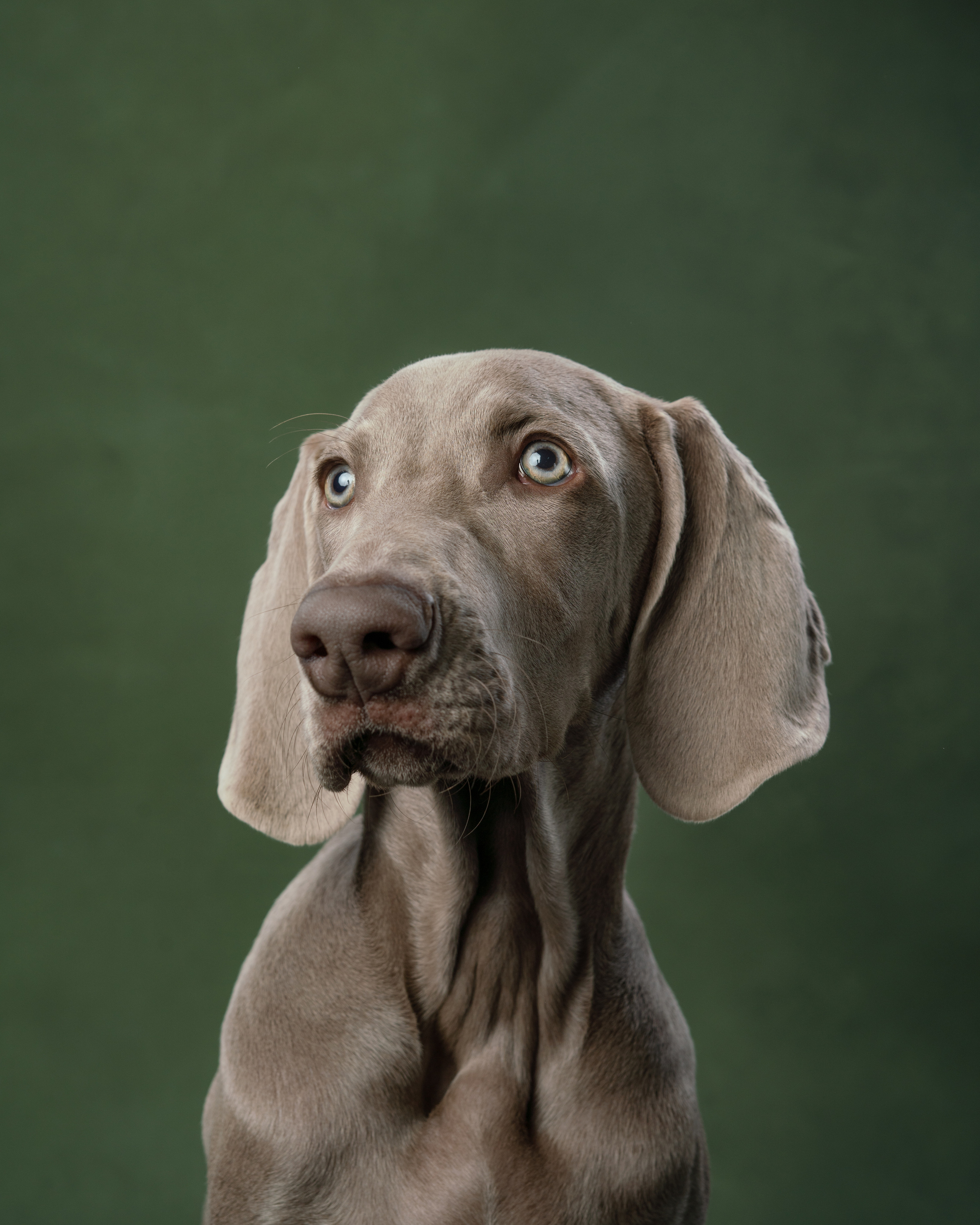 Веймаранер Элай. Фотограф анималист Осипчикова Мария