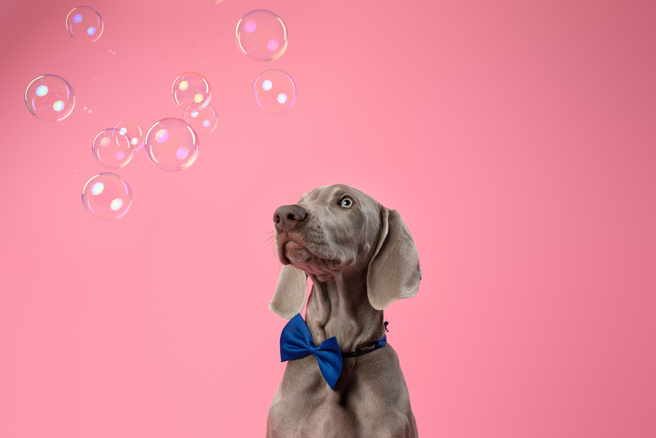 Веймаранер Элай. Фотограф анималист Осипчикова Мария