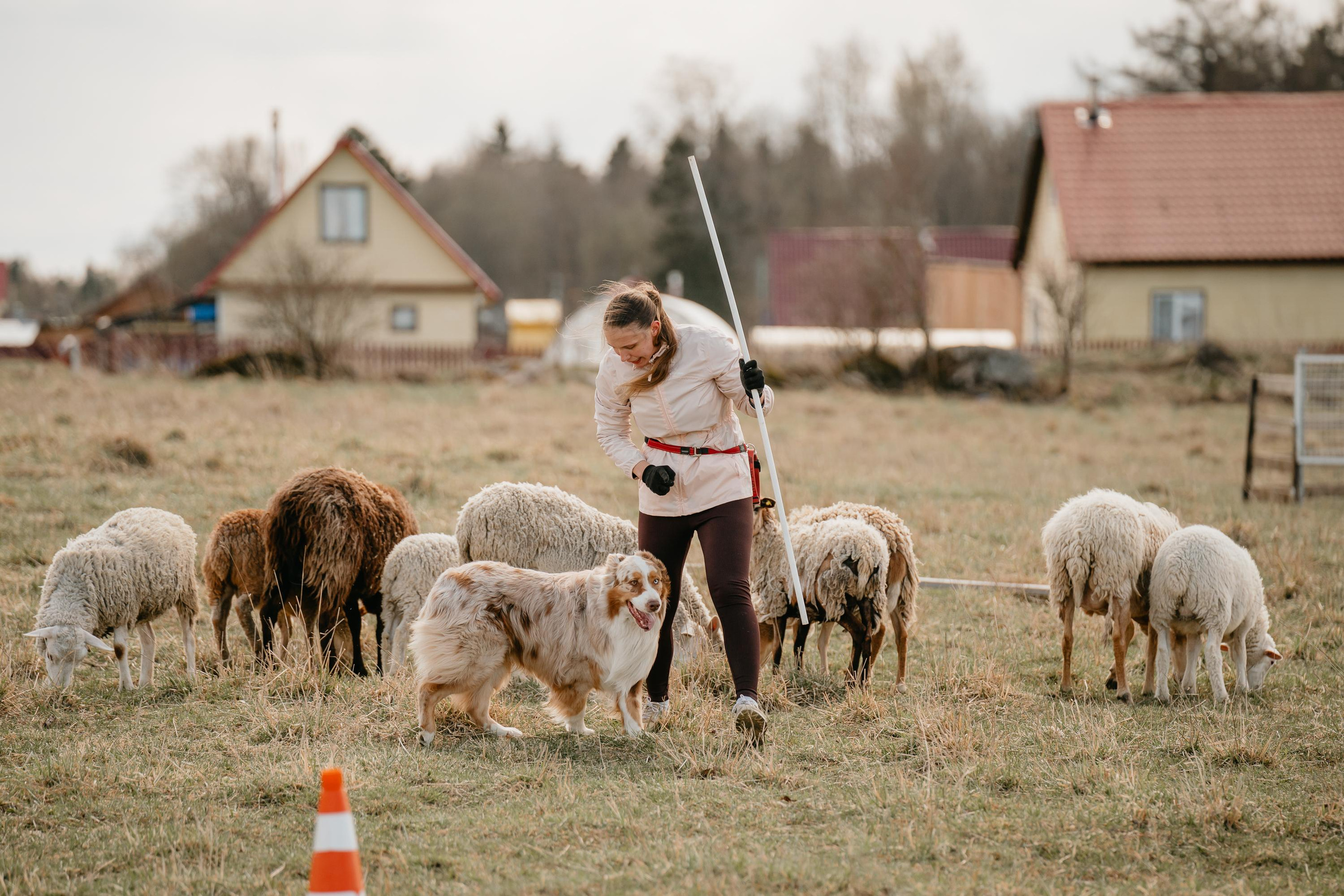Пастушья служба. Фотограф анималист Осипчикова Мария