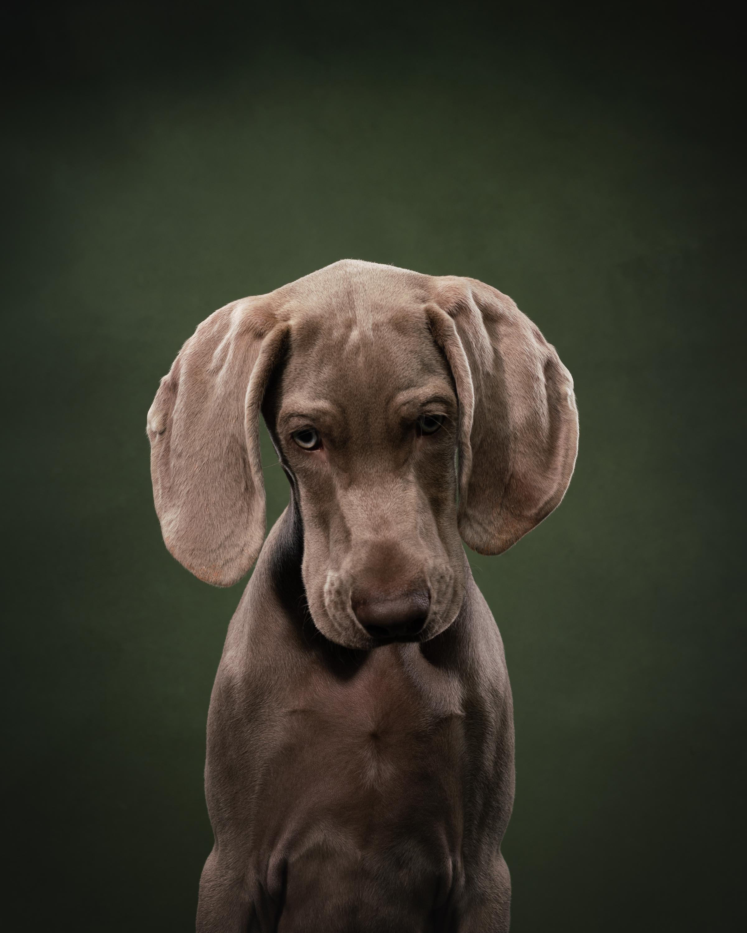 Веймаранер Эспен. Фотограф анималист Осипчикова Мария