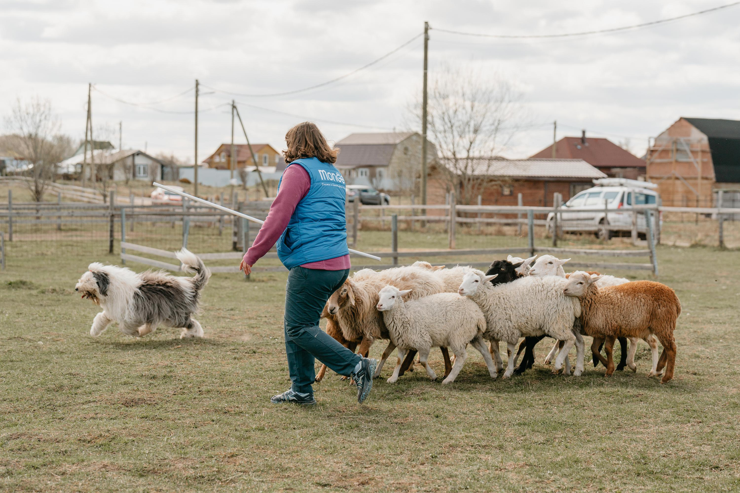 Пастушья служба. Фотограф анималист Осипчикова Мария