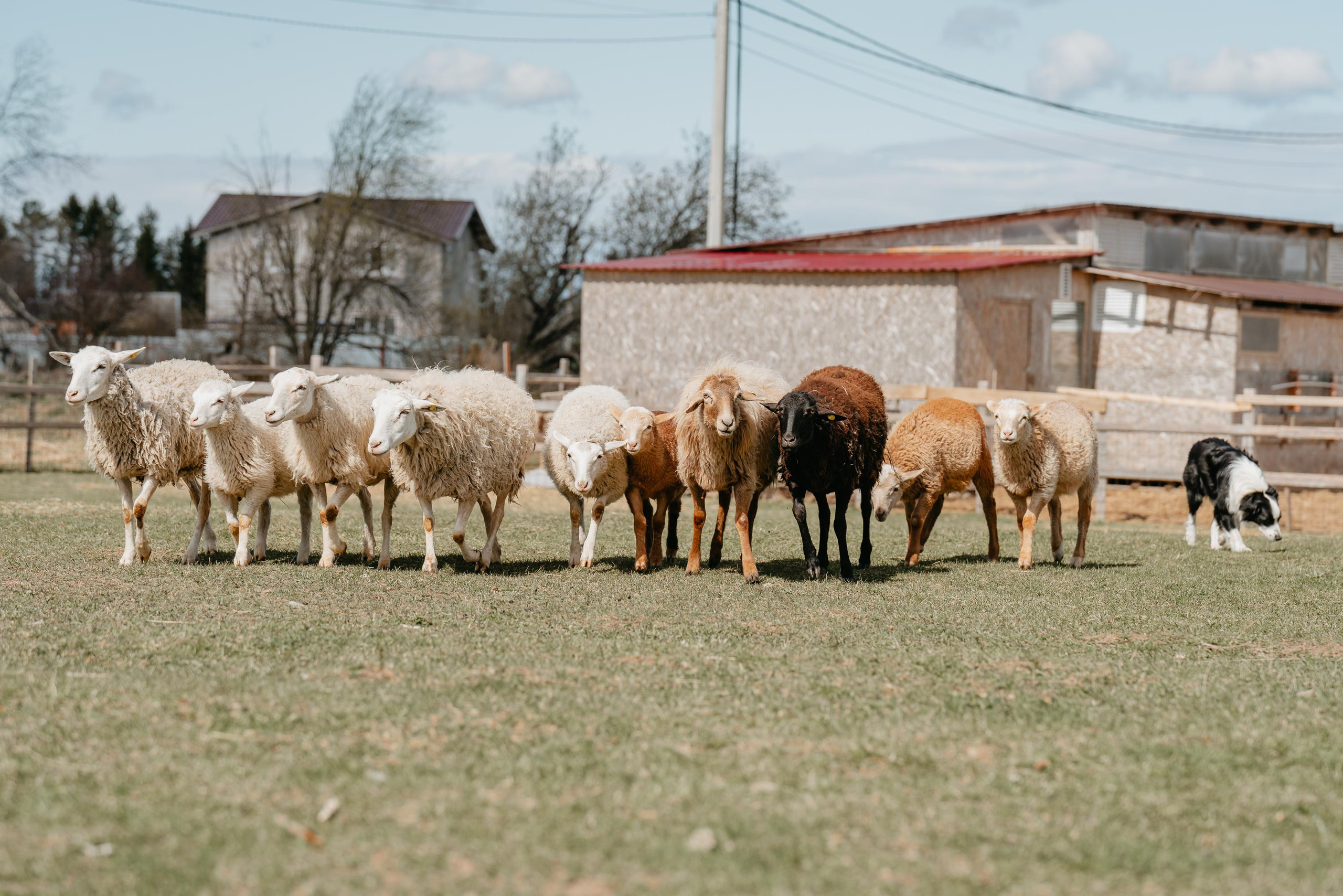Пастушья служба. Фотограф анималист Осипчикова Мария