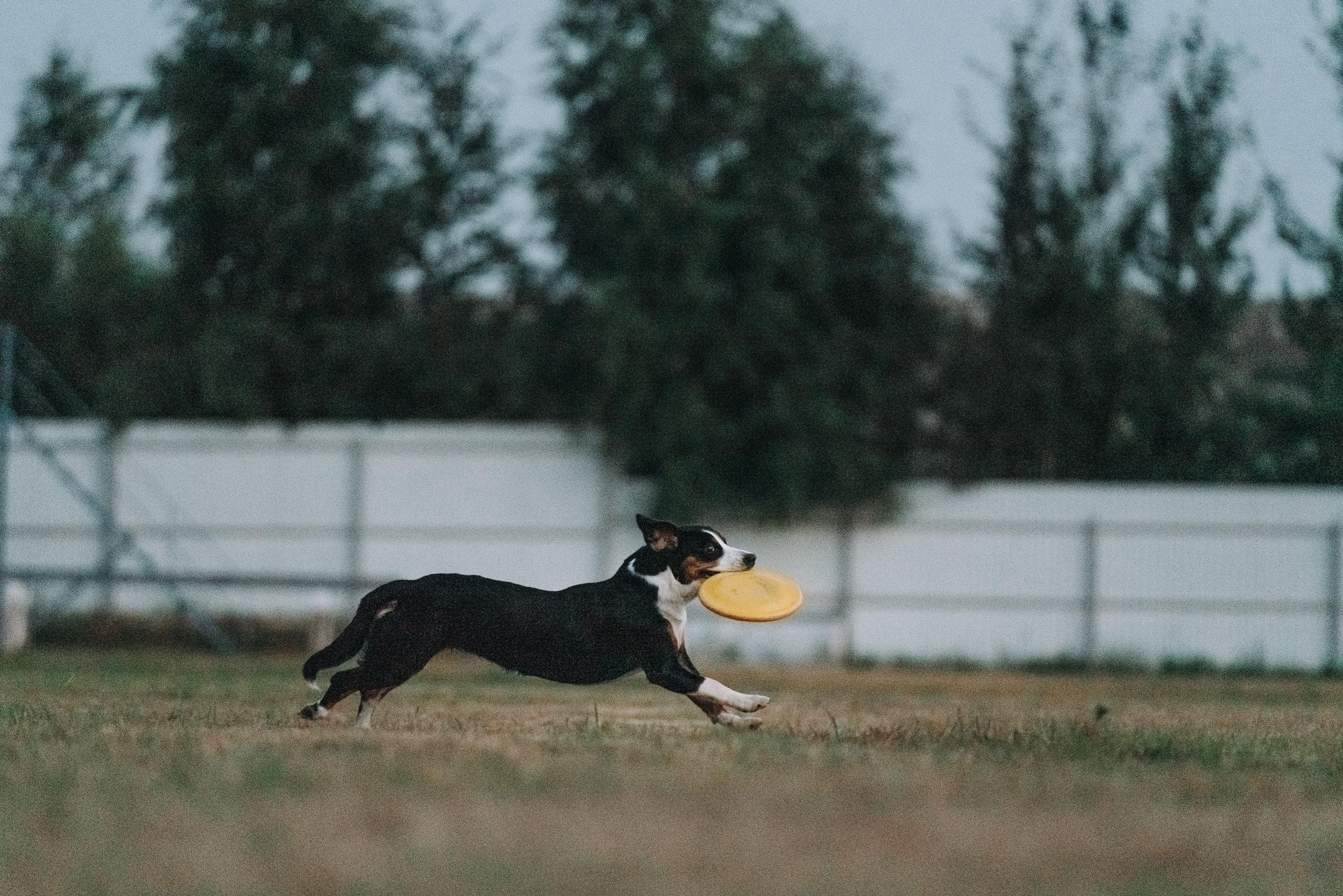 Фрисби игры UpDog. Фотограф анималист Осипчикова Мария