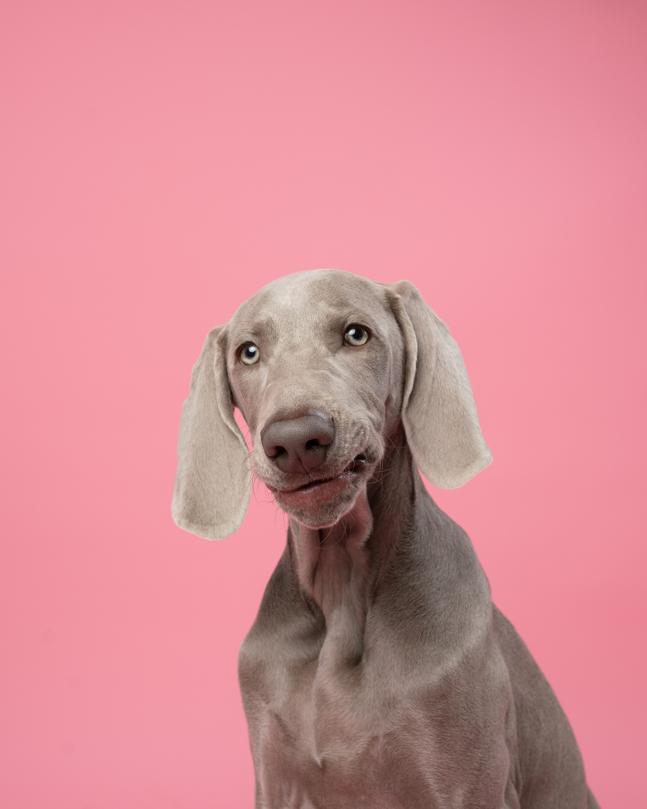 Веймаранер Элай. Фотограф анималист Осипчикова Мария