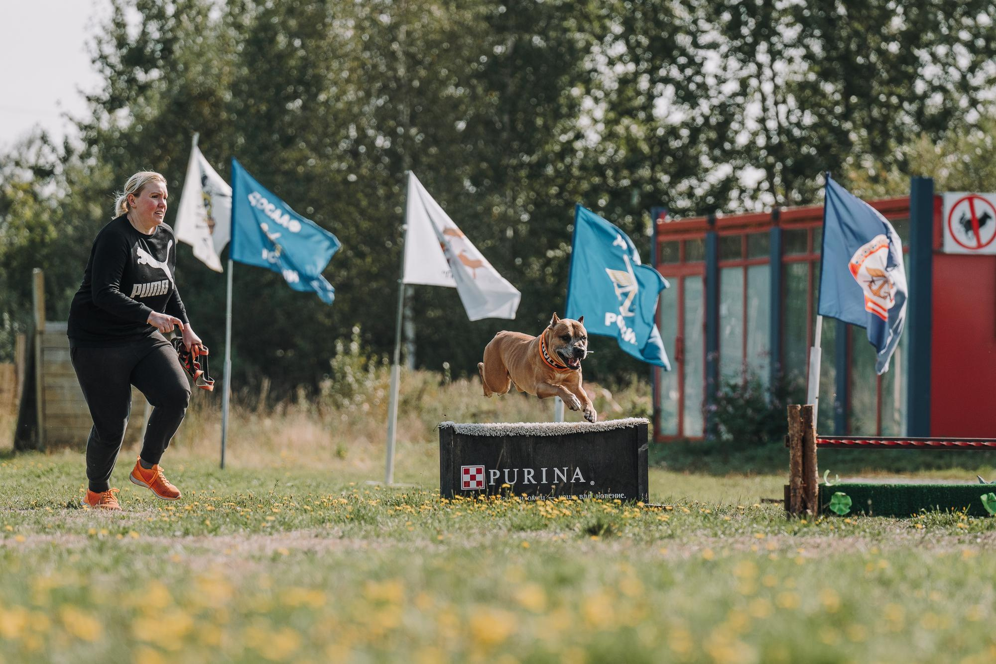 День пита и стаффа. Фотограф анималист Осипчикова Мария