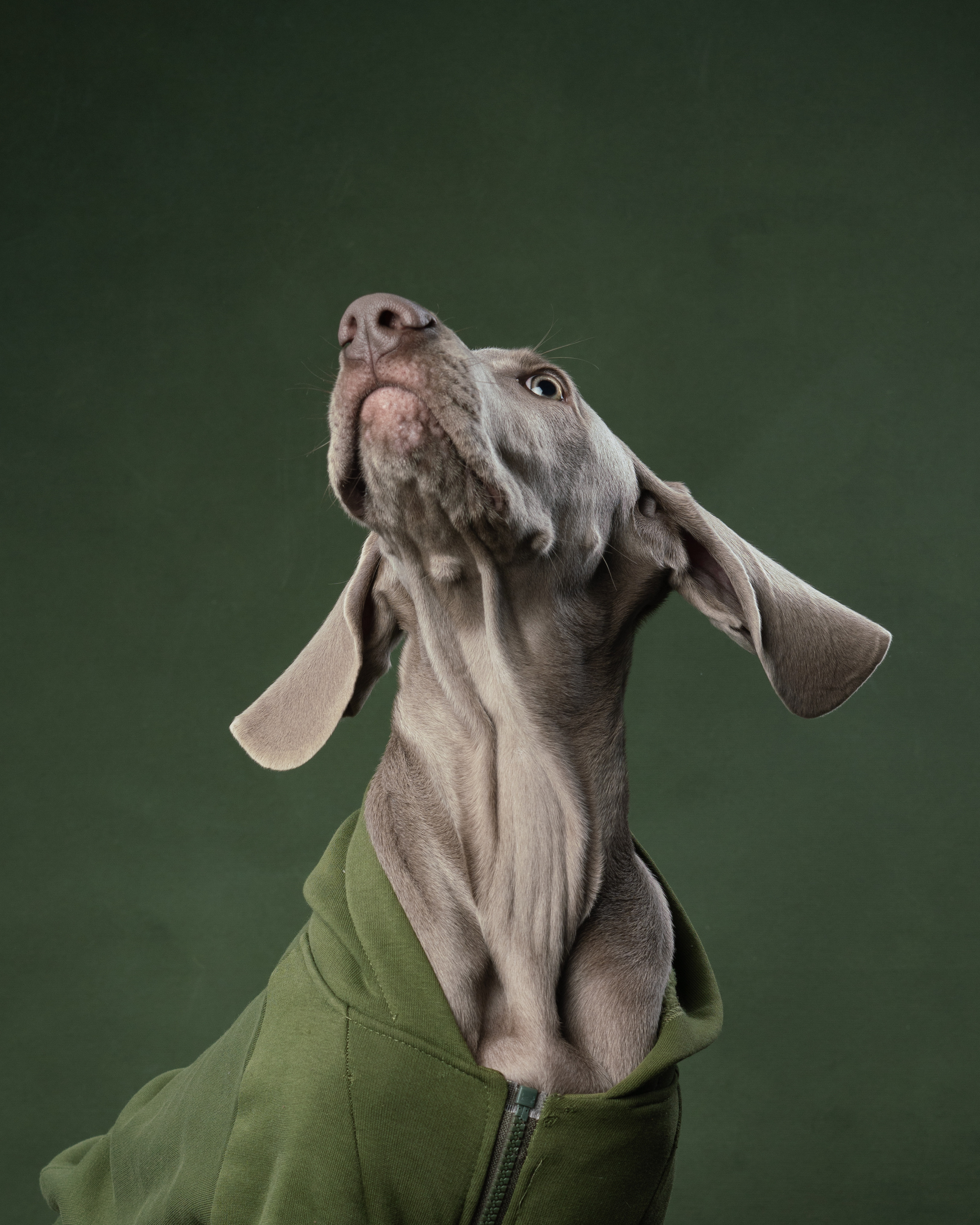 Веймаранер Элай. Фотограф анималист Осипчикова Мария