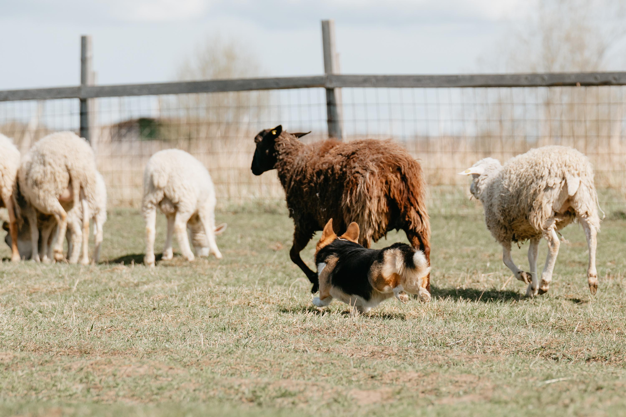 Пастушья служба. Фотограф анималист Осипчикова Мария