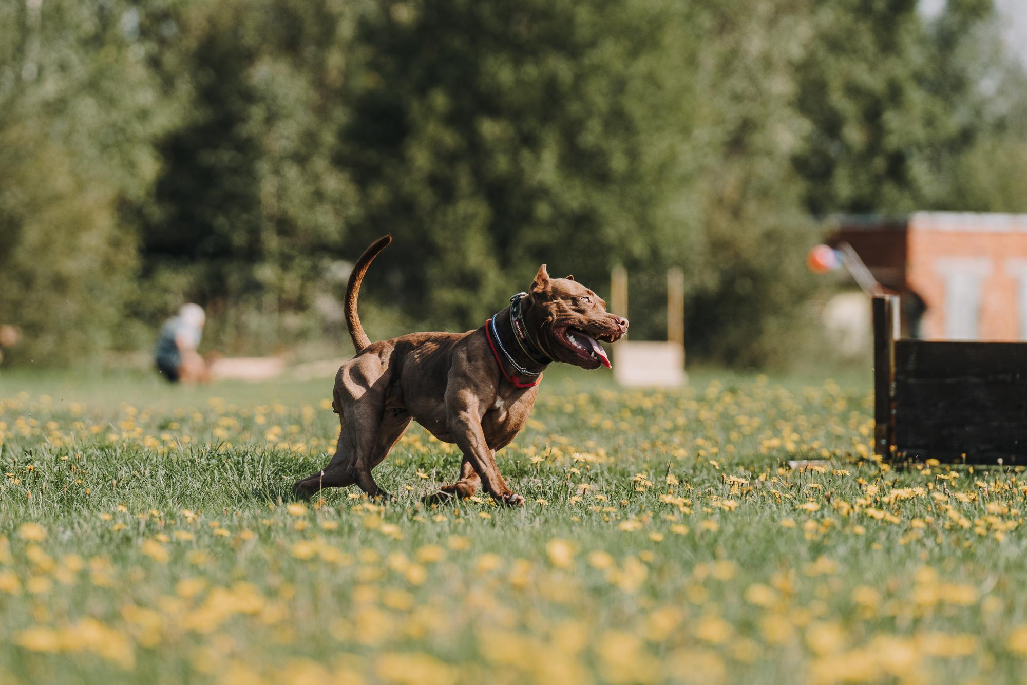 День пита и стаффа. Фотограф анималист Осипчикова Мария