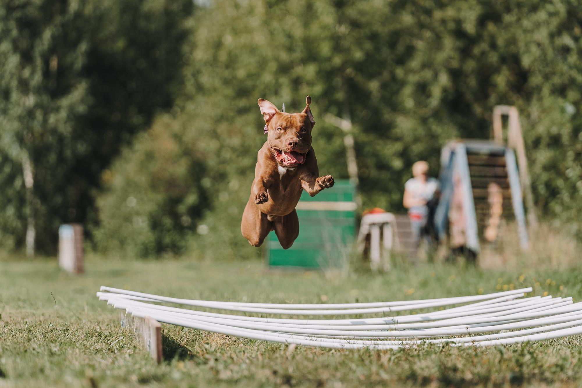 День пита и стаффа. Фотограф анималист Осипчикова Мария