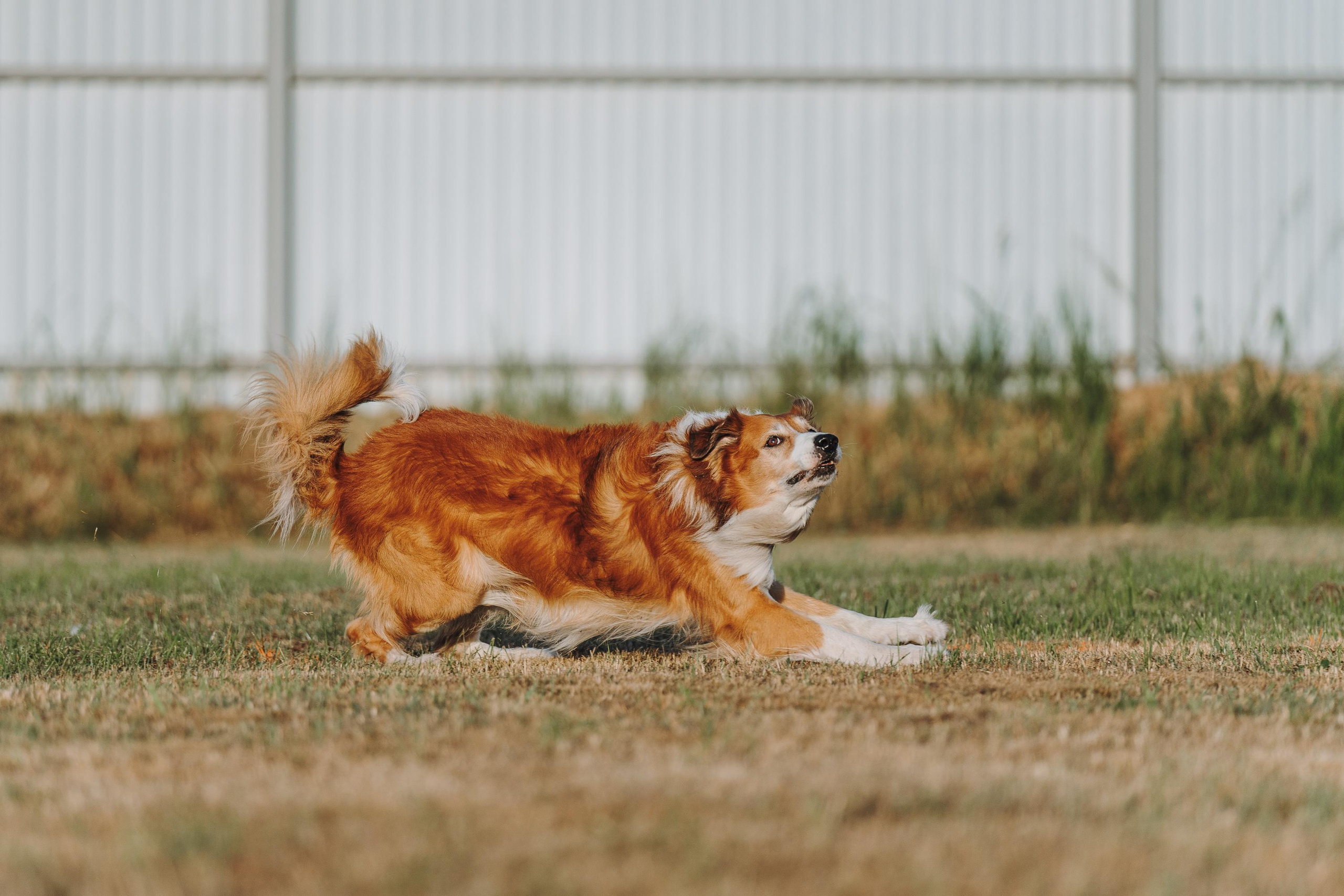 Фрисби игры UpDog. Фотограф анималист Осипчикова Мария