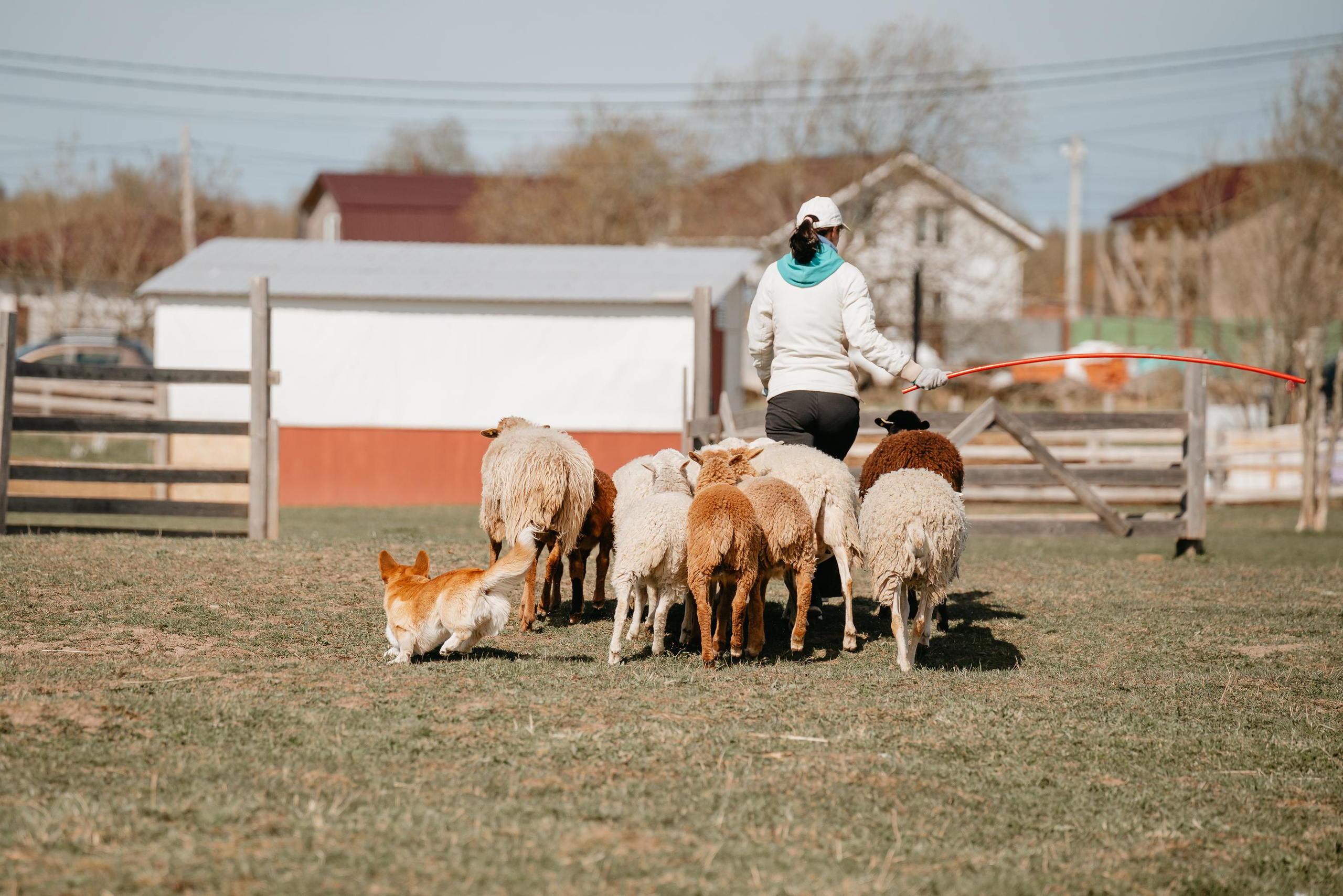 Пастушья служба. Фотограф анималист Осипчикова Мария