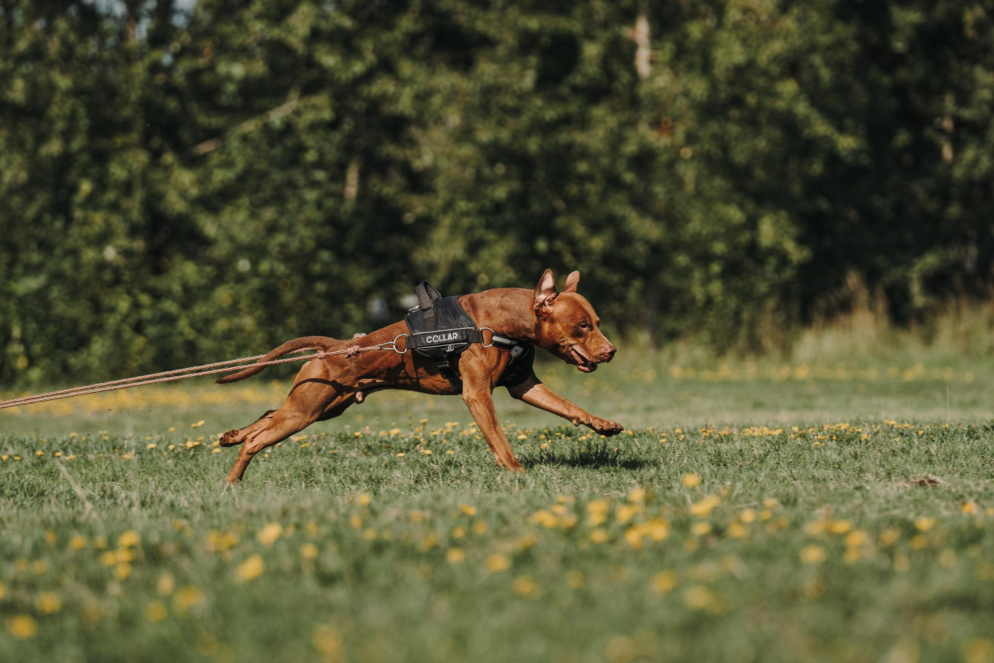 День пита и стаффа. Фотограф анималист Осипчикова Мария