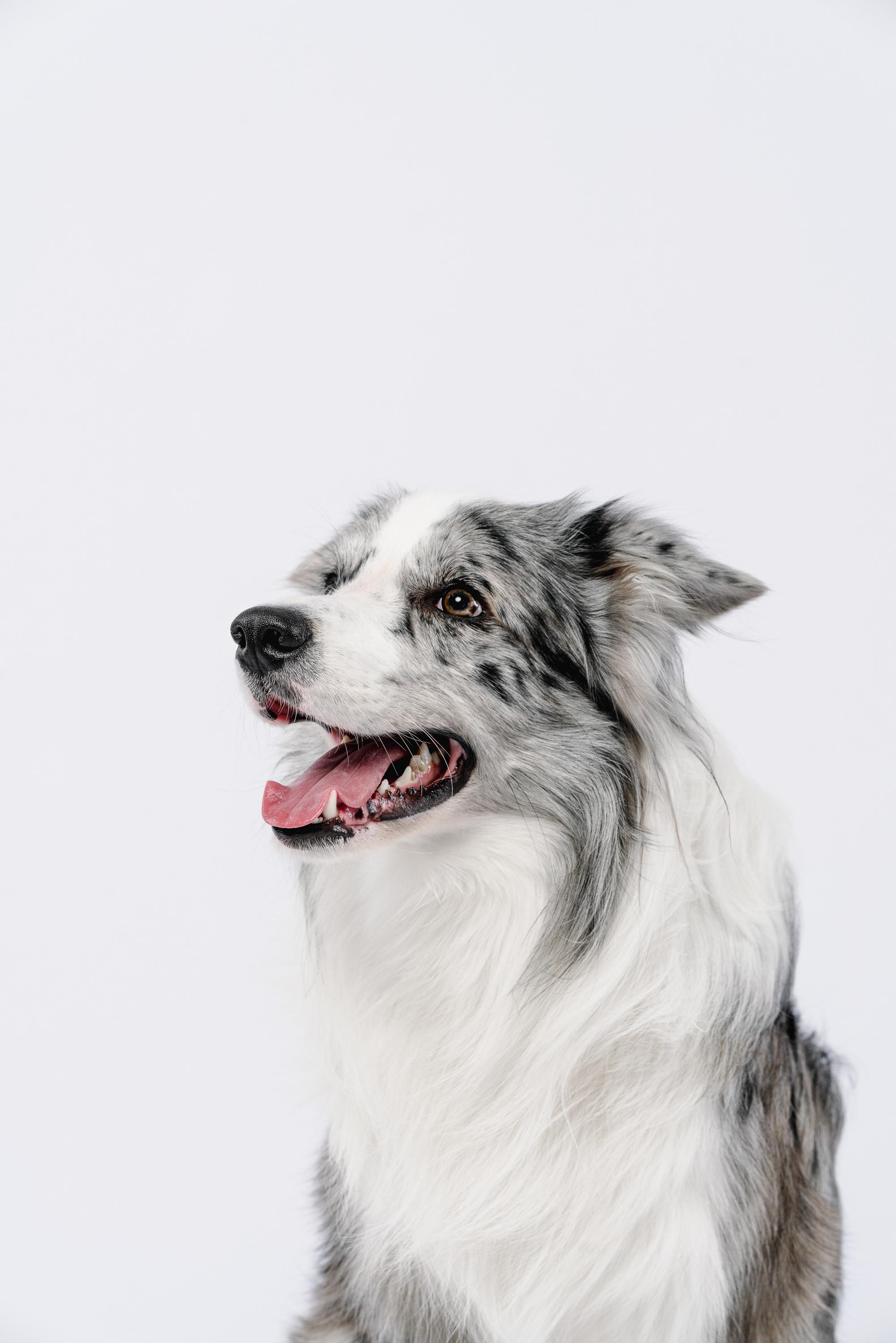 Юля и Ньютон. Фотограф анималист Осипчикова Мария