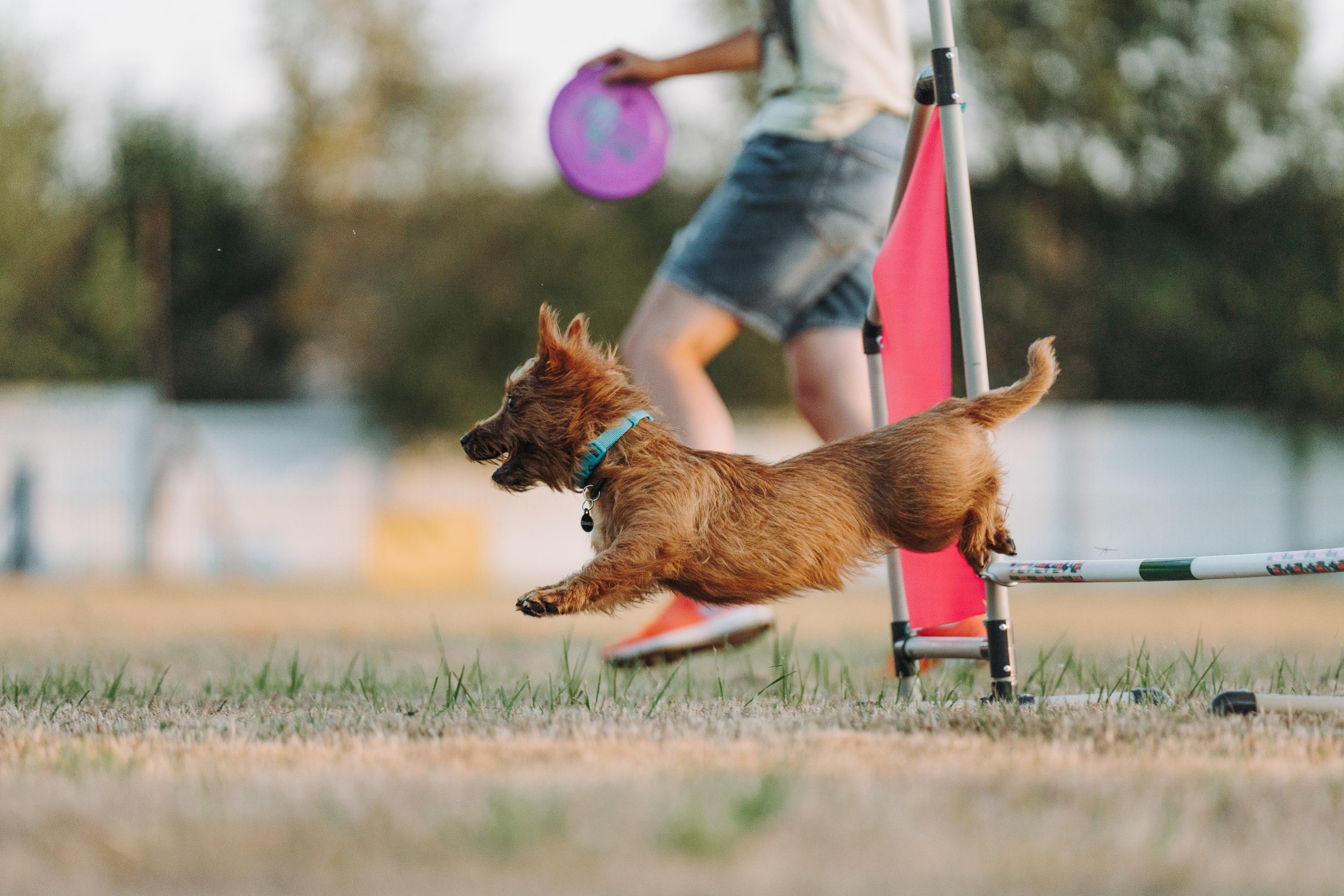 Фрисби игры UpDog. Фотограф анималист Осипчикова Мария