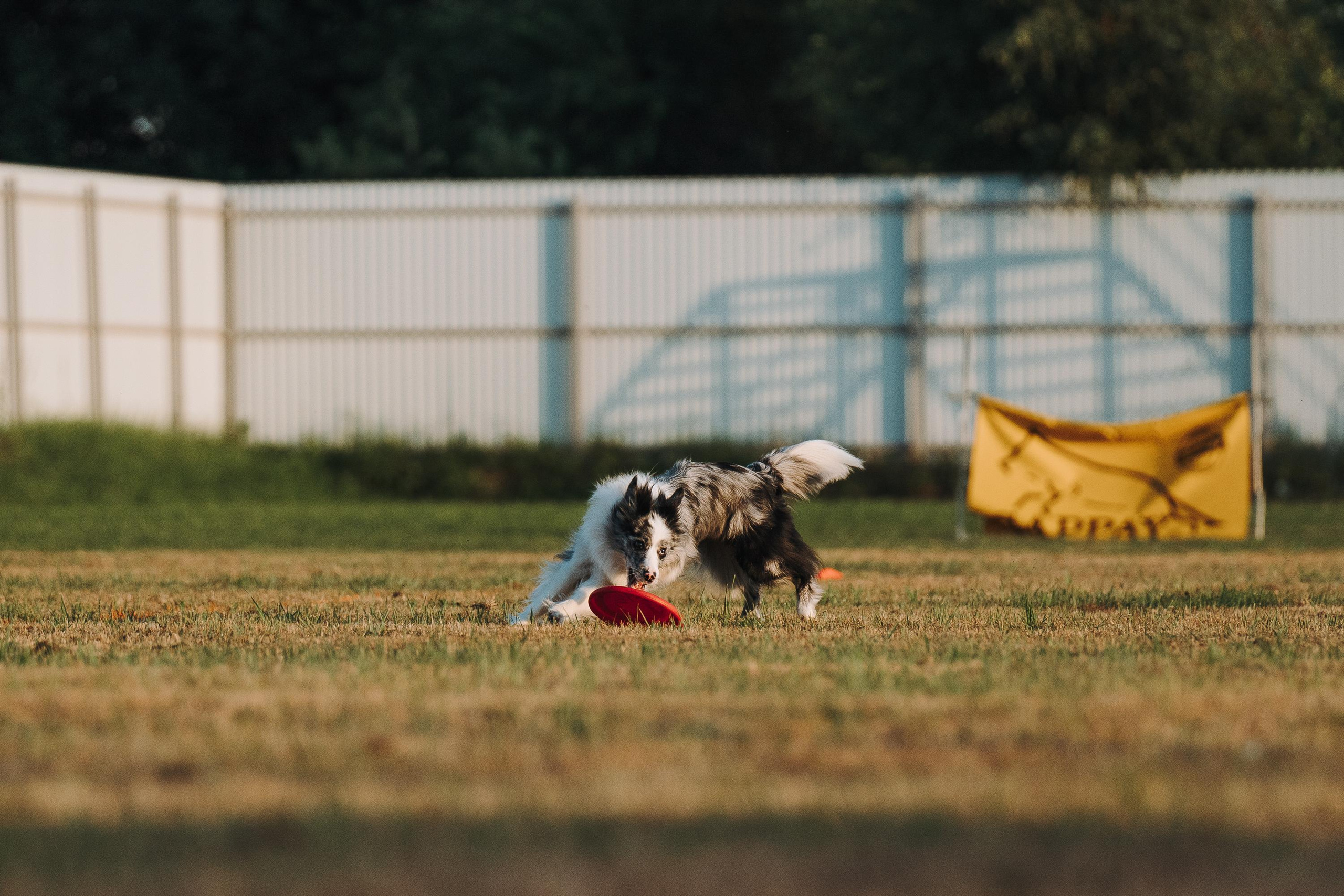 Фрисби игры UpDog. Фотограф анималист Осипчикова Мария