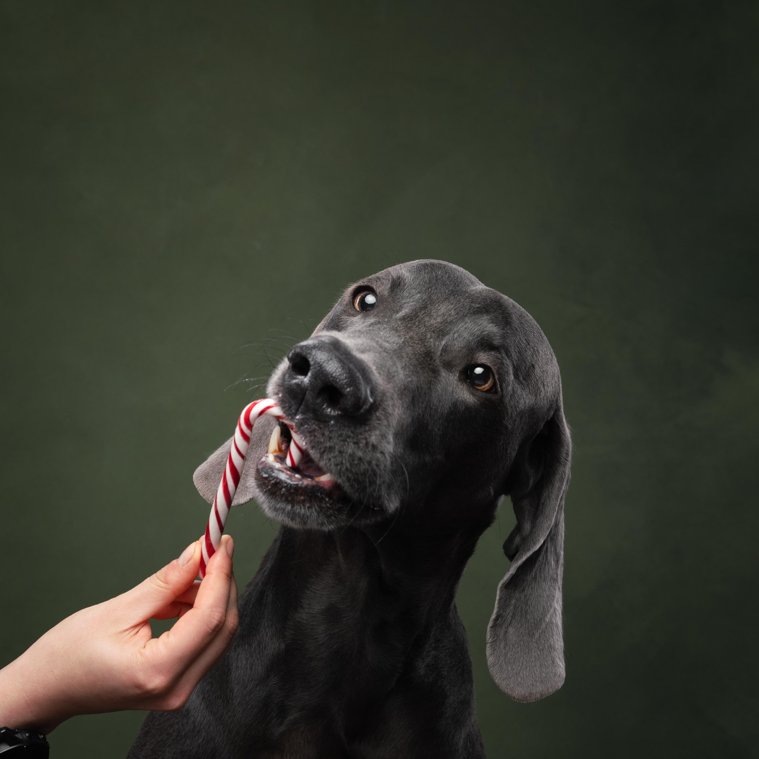 Веймаранер Рон. Фотограф анималист Осипчикова Мария