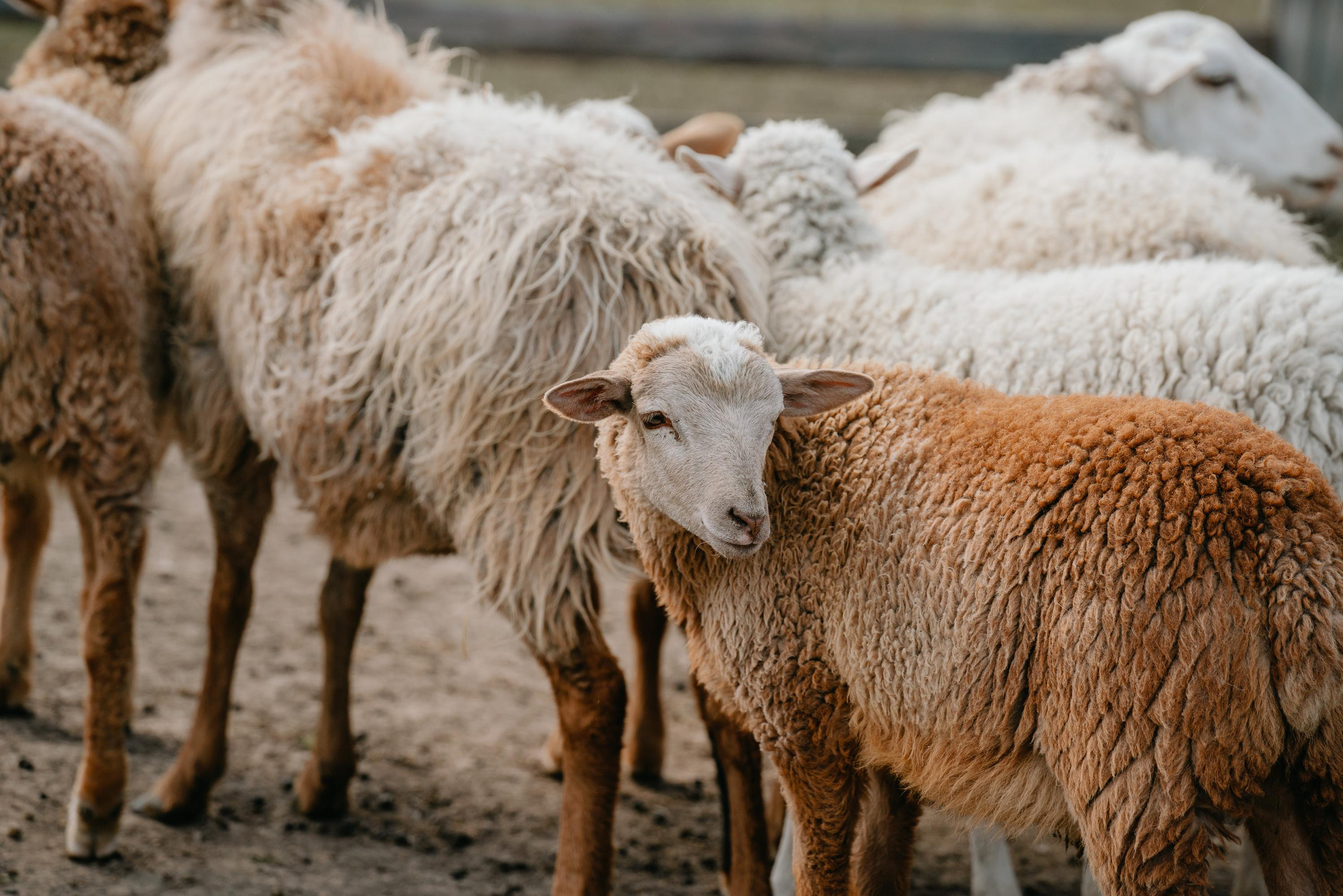Пастушья служба. Фотограф анималист Осипчикова Мария