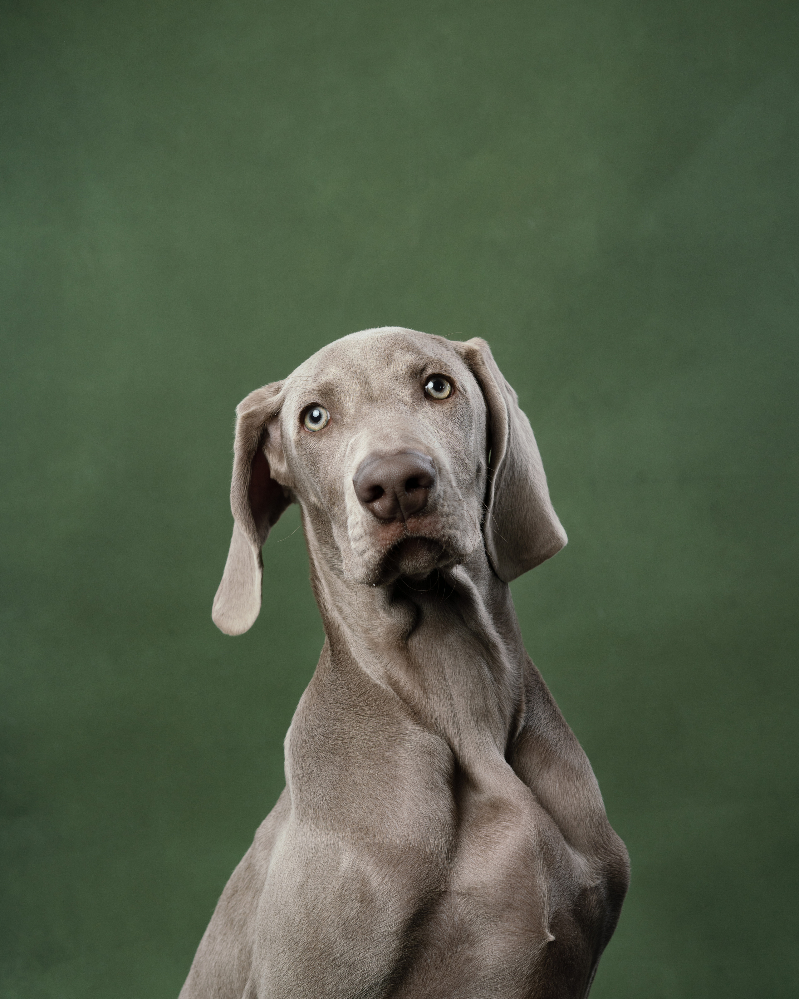 Веймаранер Элай. Фотограф анималист Осипчикова Мария