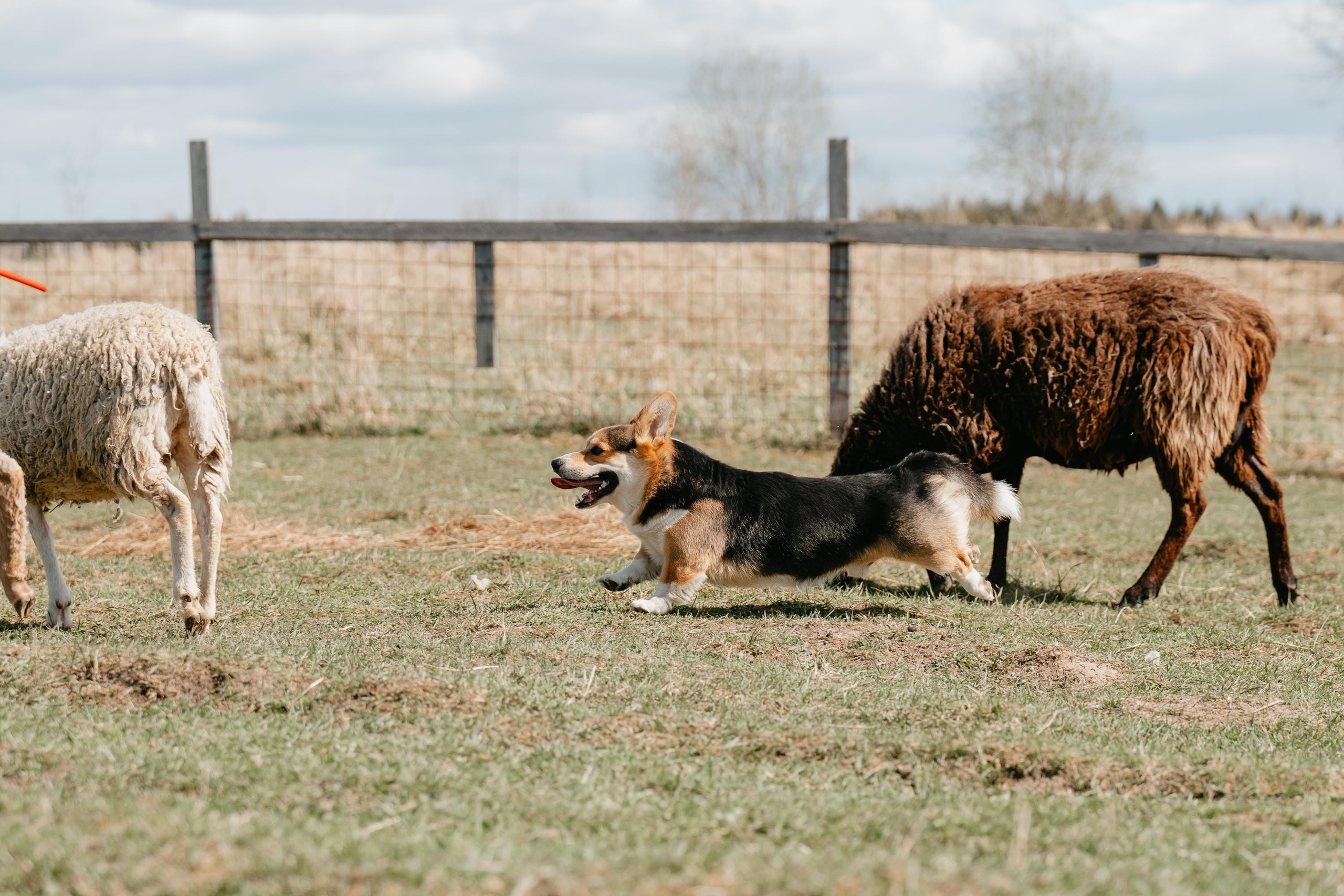 Пастушья служба. Фотограф анималист Осипчикова Мария