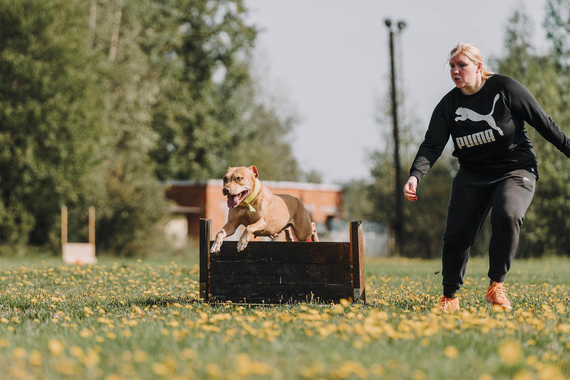 День пита и стаффа. Фотограф анималист Осипчикова Мария
