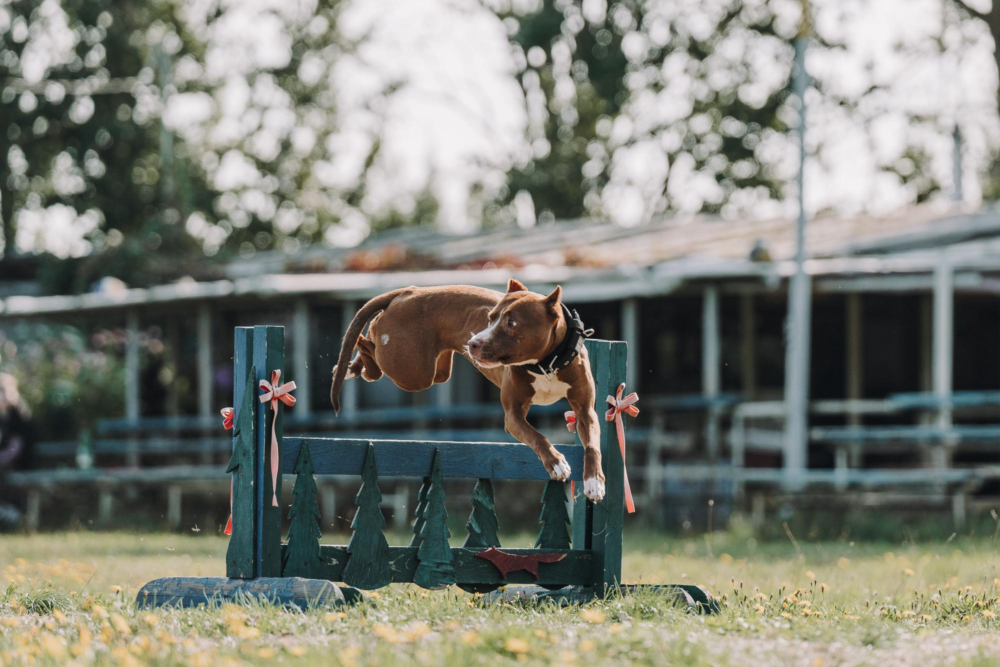 День пита и стаффа. Фотограф анималист Осипчикова Мария
