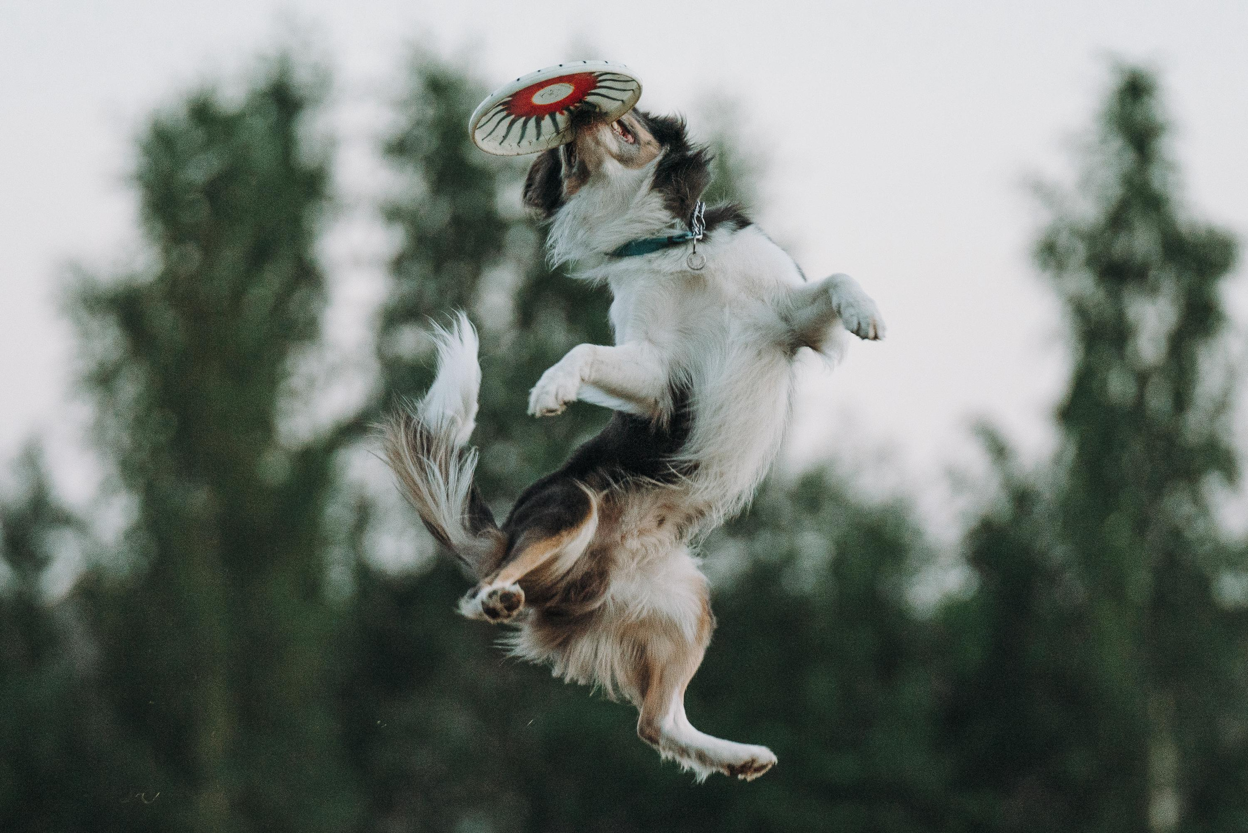 Фрисби игры UpDog. Фотограф анималист Осипчикова Мария