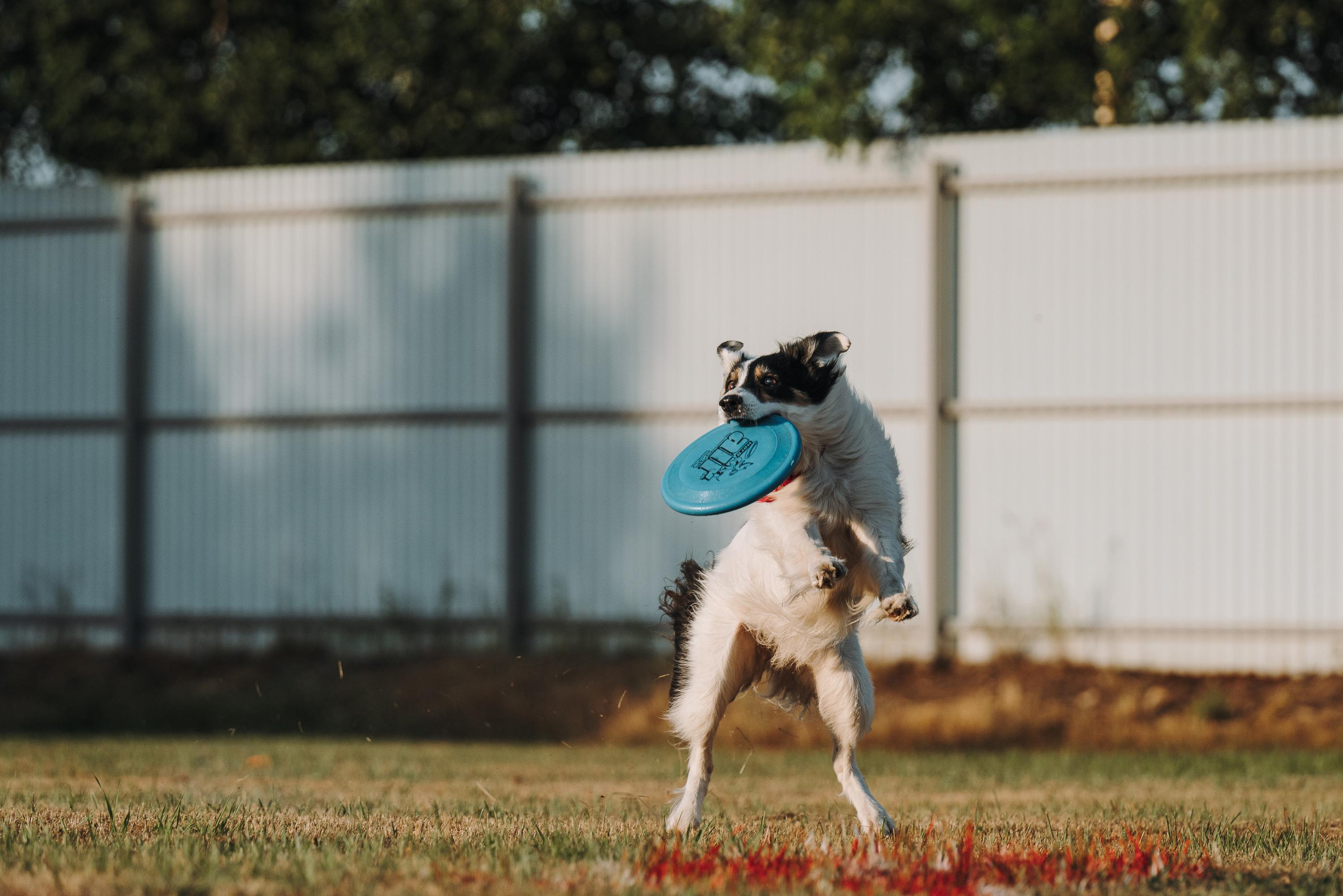 Фрисби игры UpDog. Фотограф анималист Осипчикова Мария