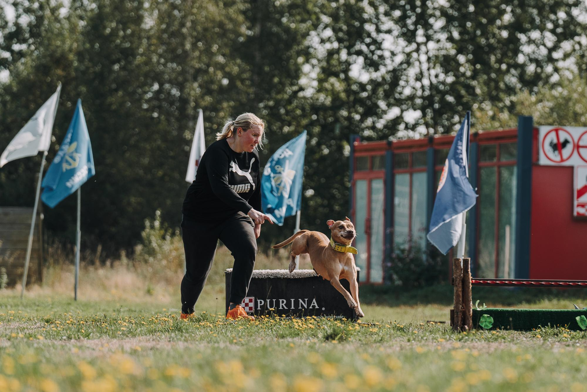 День пита и стаффа. Фотограф анималист Осипчикова Мария