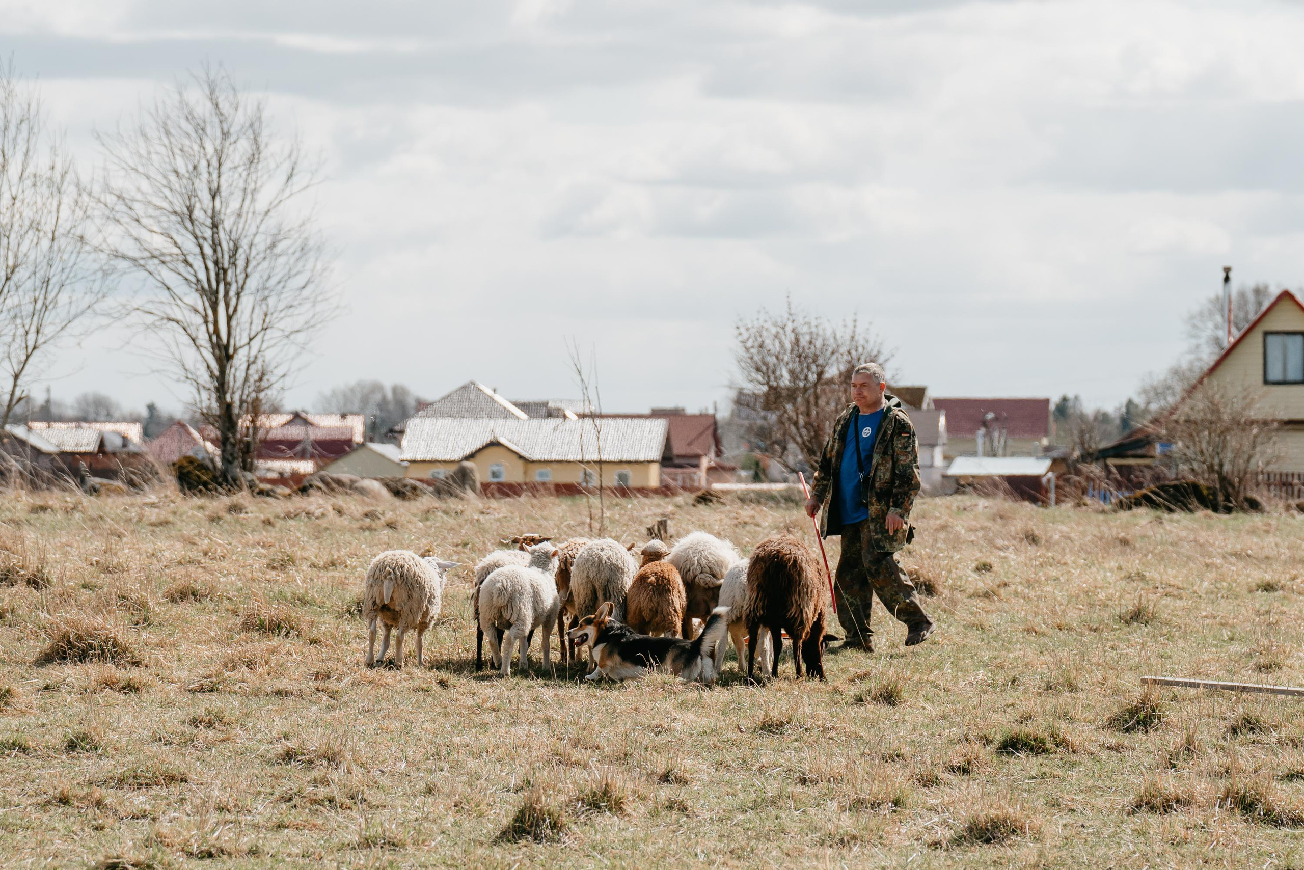 Пастушья служба. Фотограф анималист Осипчикова Мария