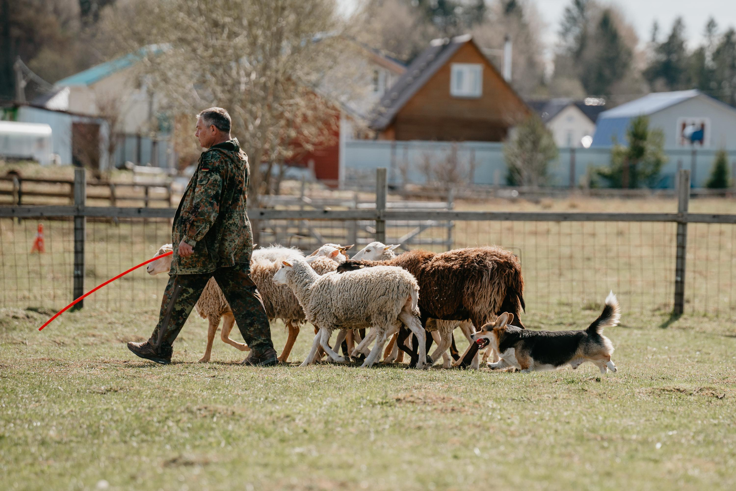 Пастушья служба. Фотограф анималист Осипчикова Мария