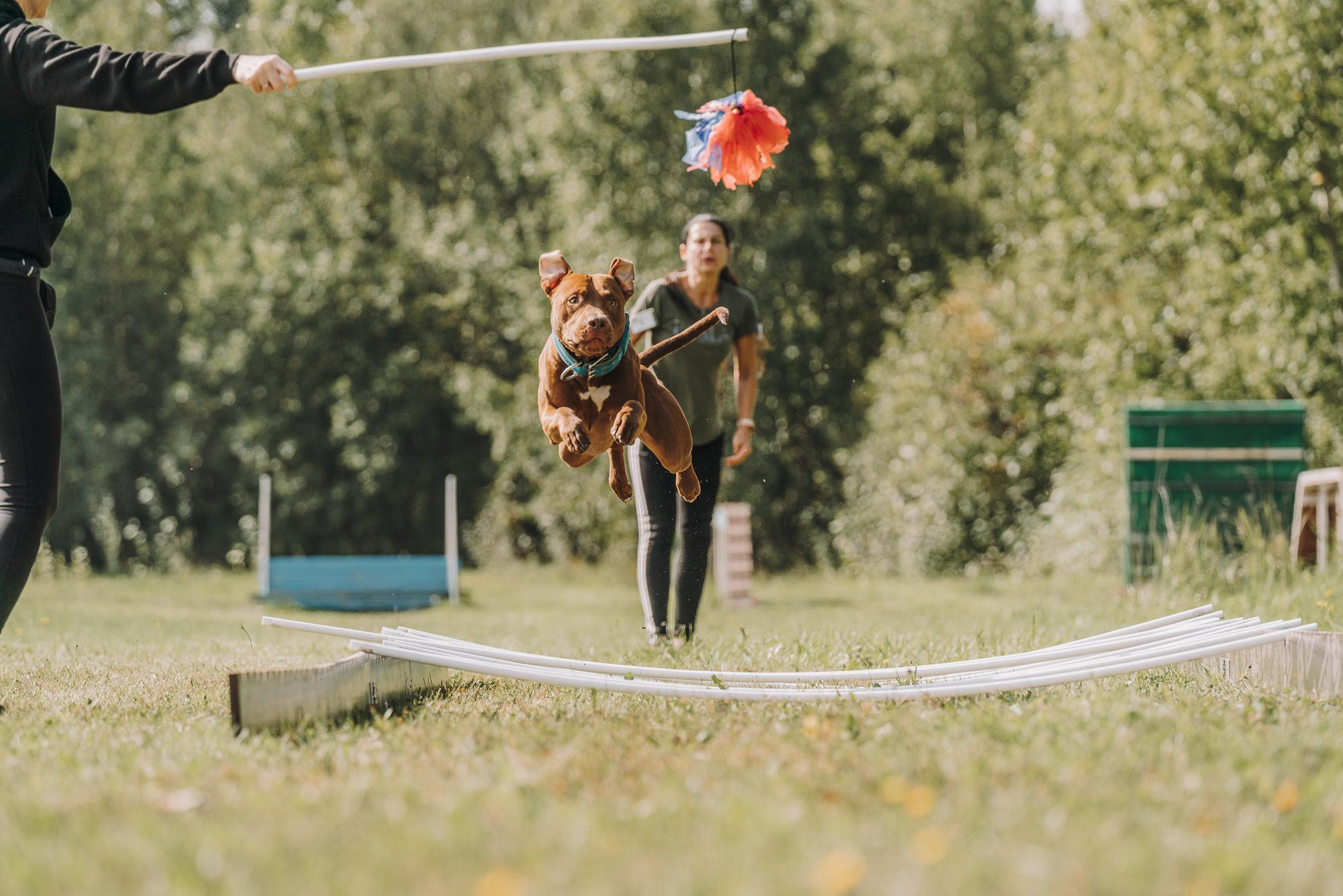 День пита и стаффа. Фотограф анималист Осипчикова Мария