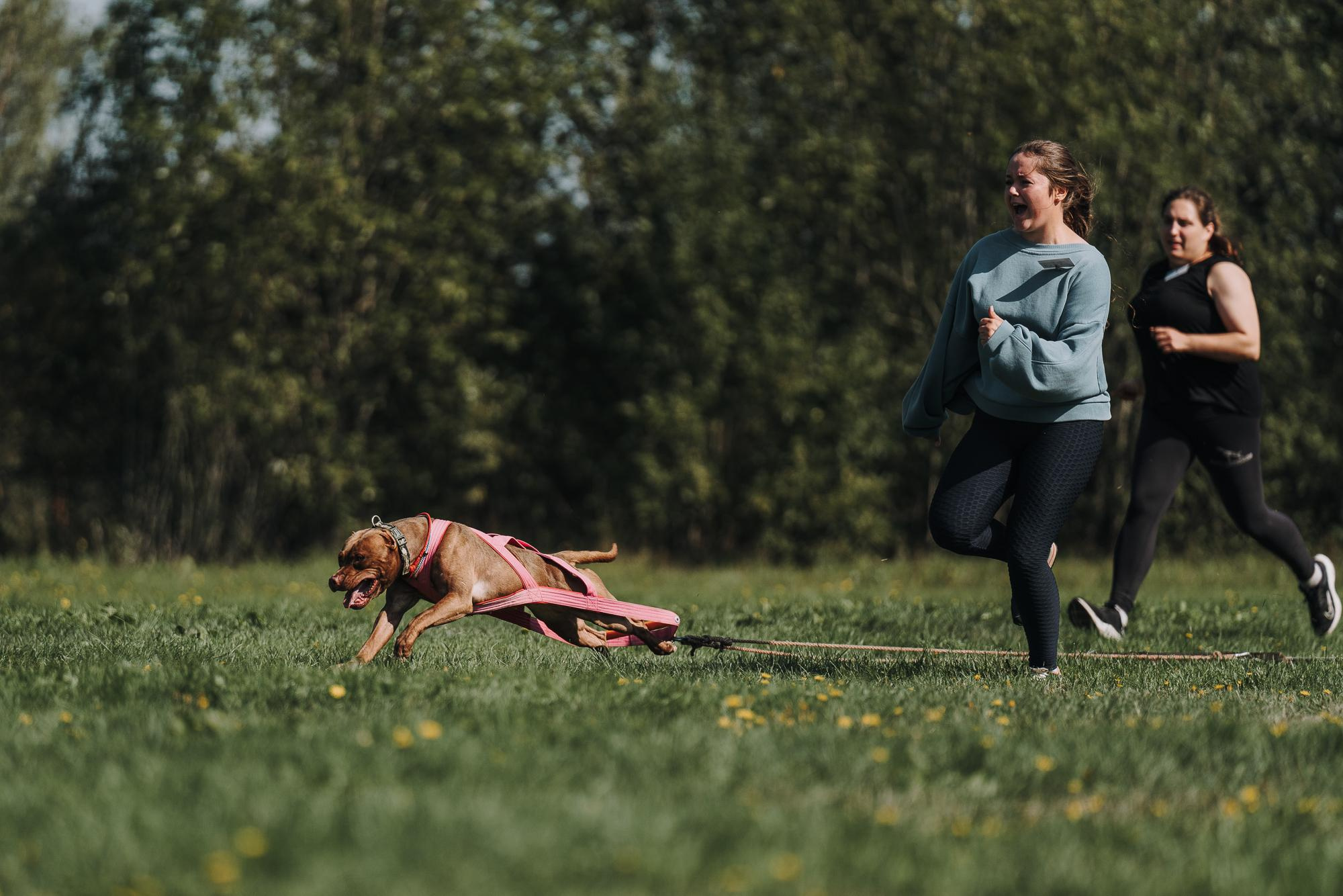 День пита и стаффа. Фотограф анималист Осипчикова Мария