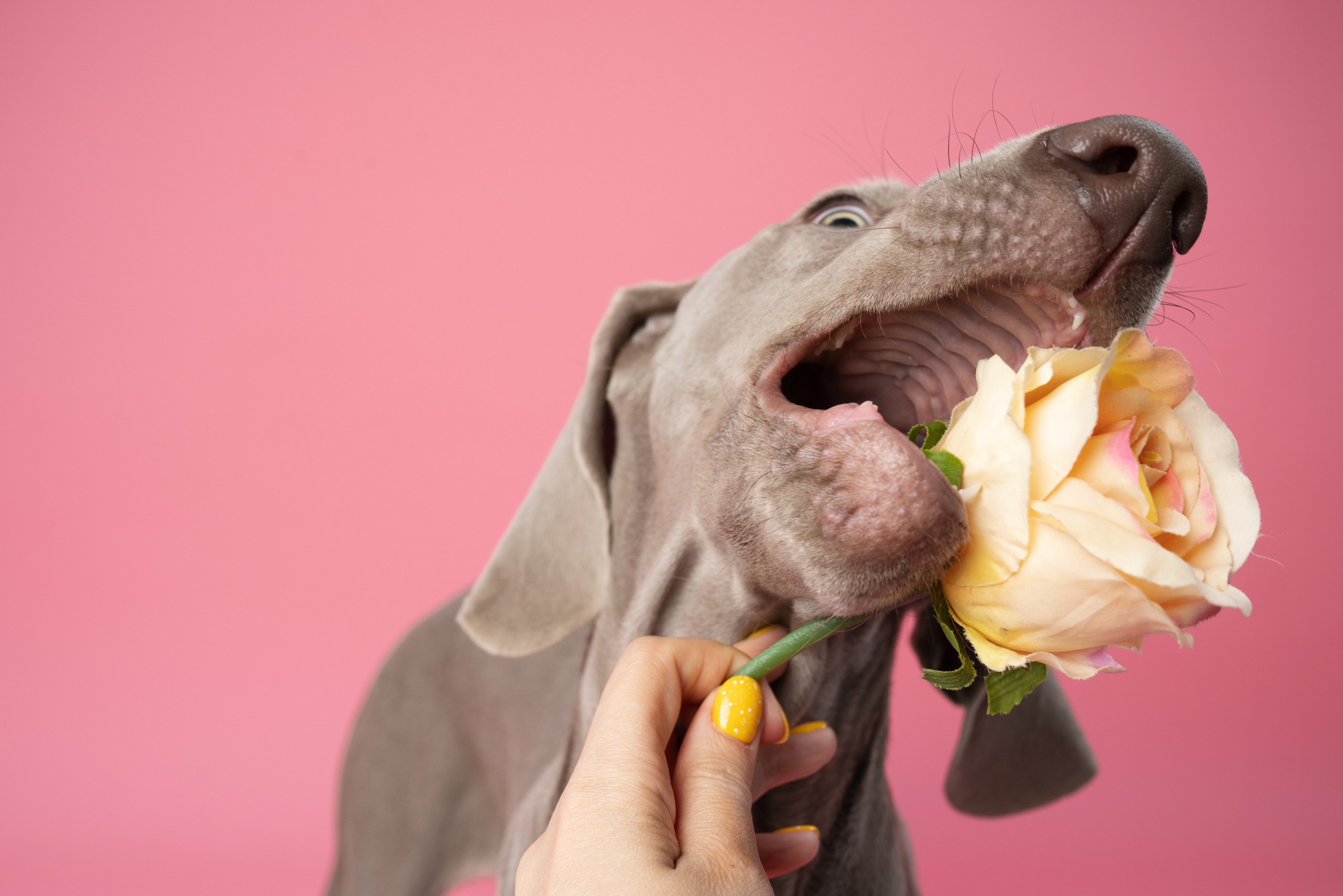 Веймаранер Элай. Фотограф анималист Осипчикова Мария
