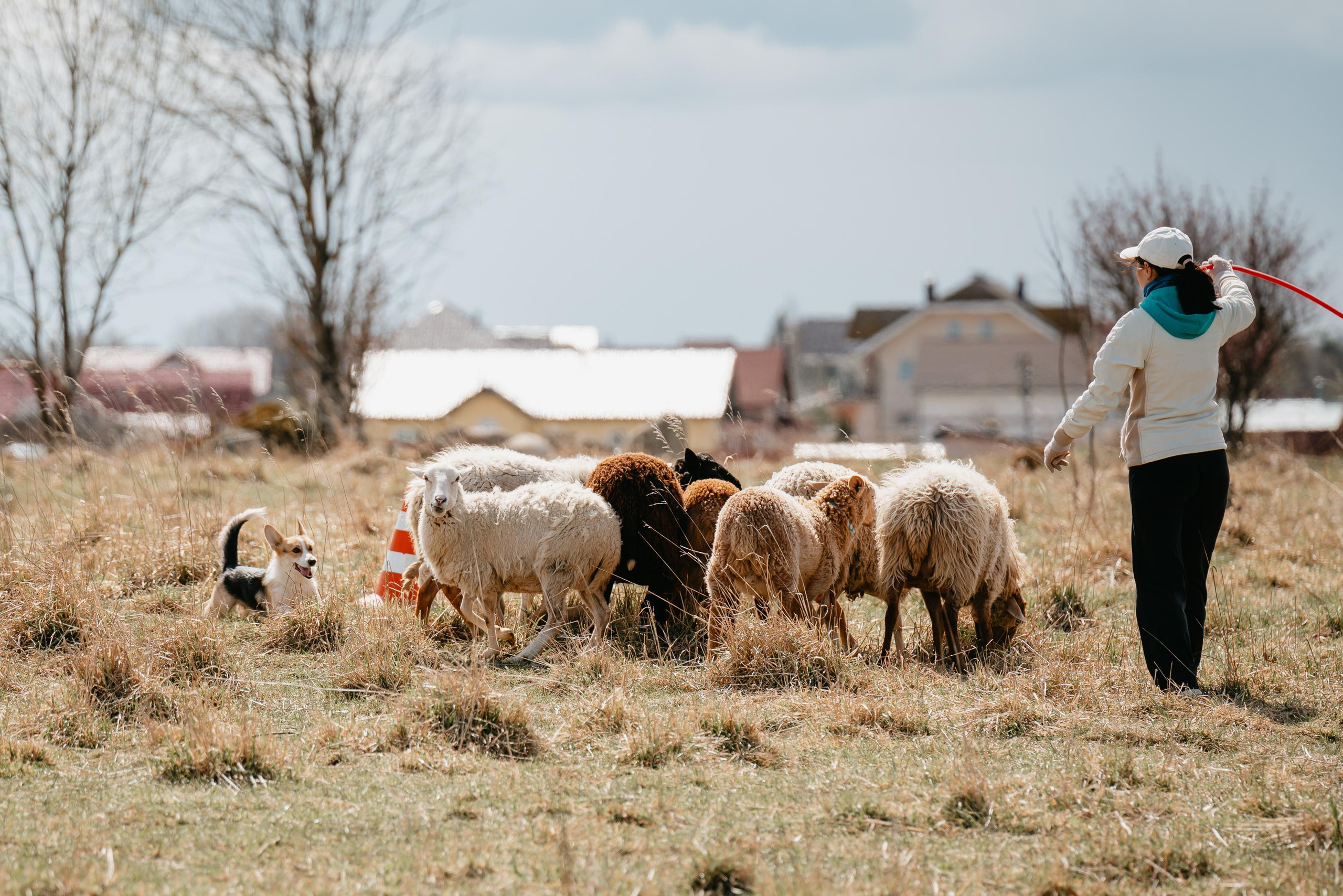 Пастушья служба. Фотограф анималист Осипчикова Мария