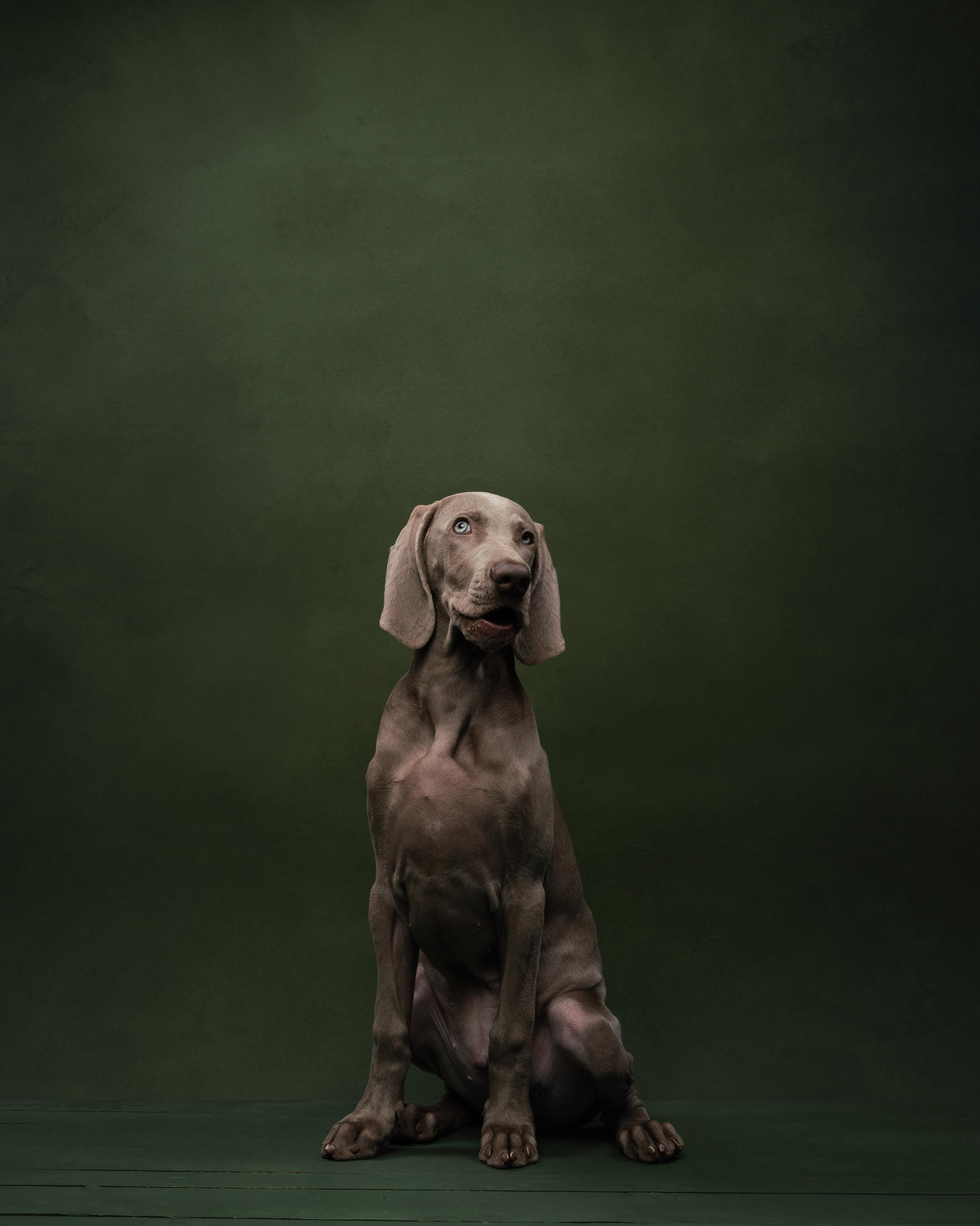 Веймаранер Эспен. Фотограф анималист Осипчикова Мария