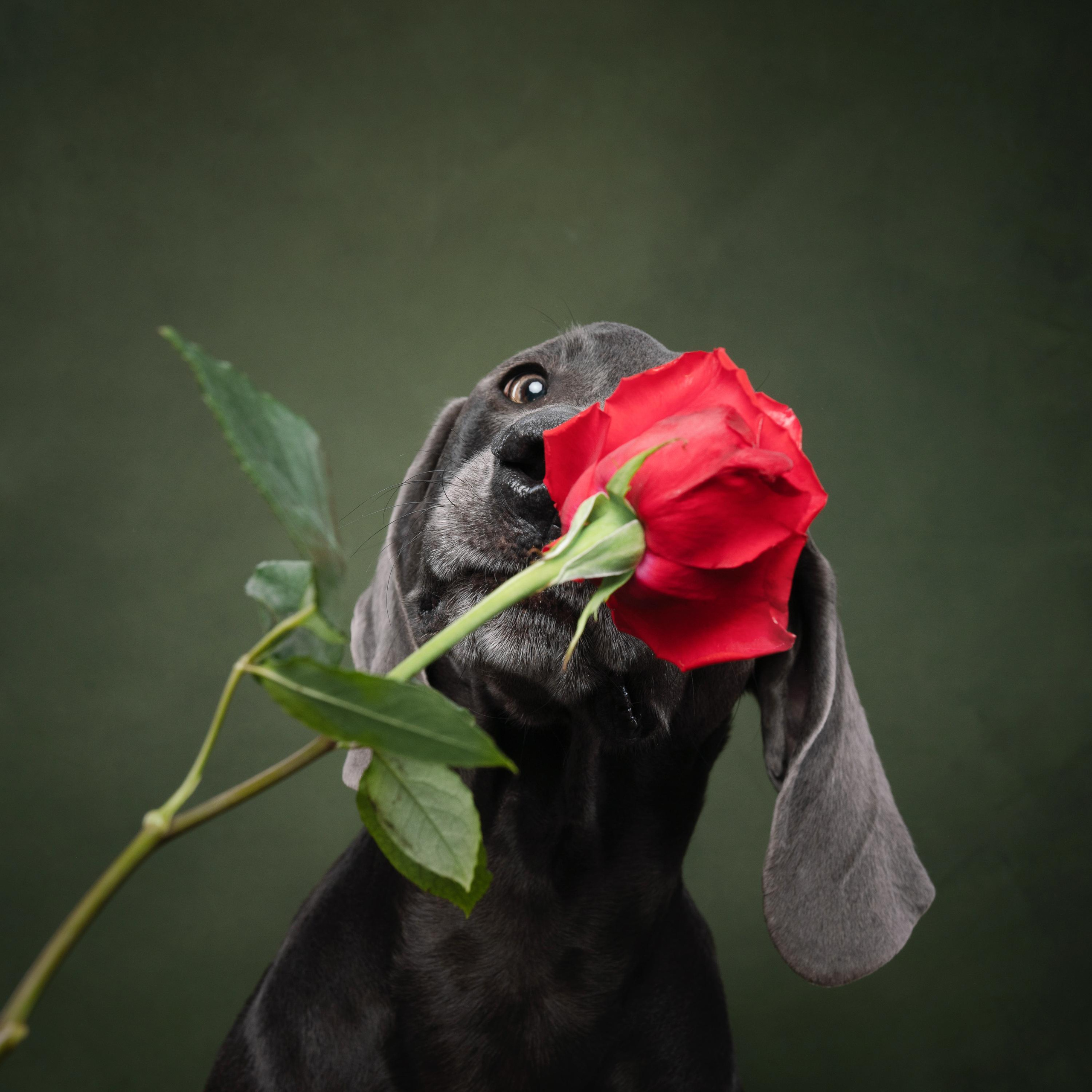 Веймаранер Рон. Фотограф анималист Осипчикова Мария