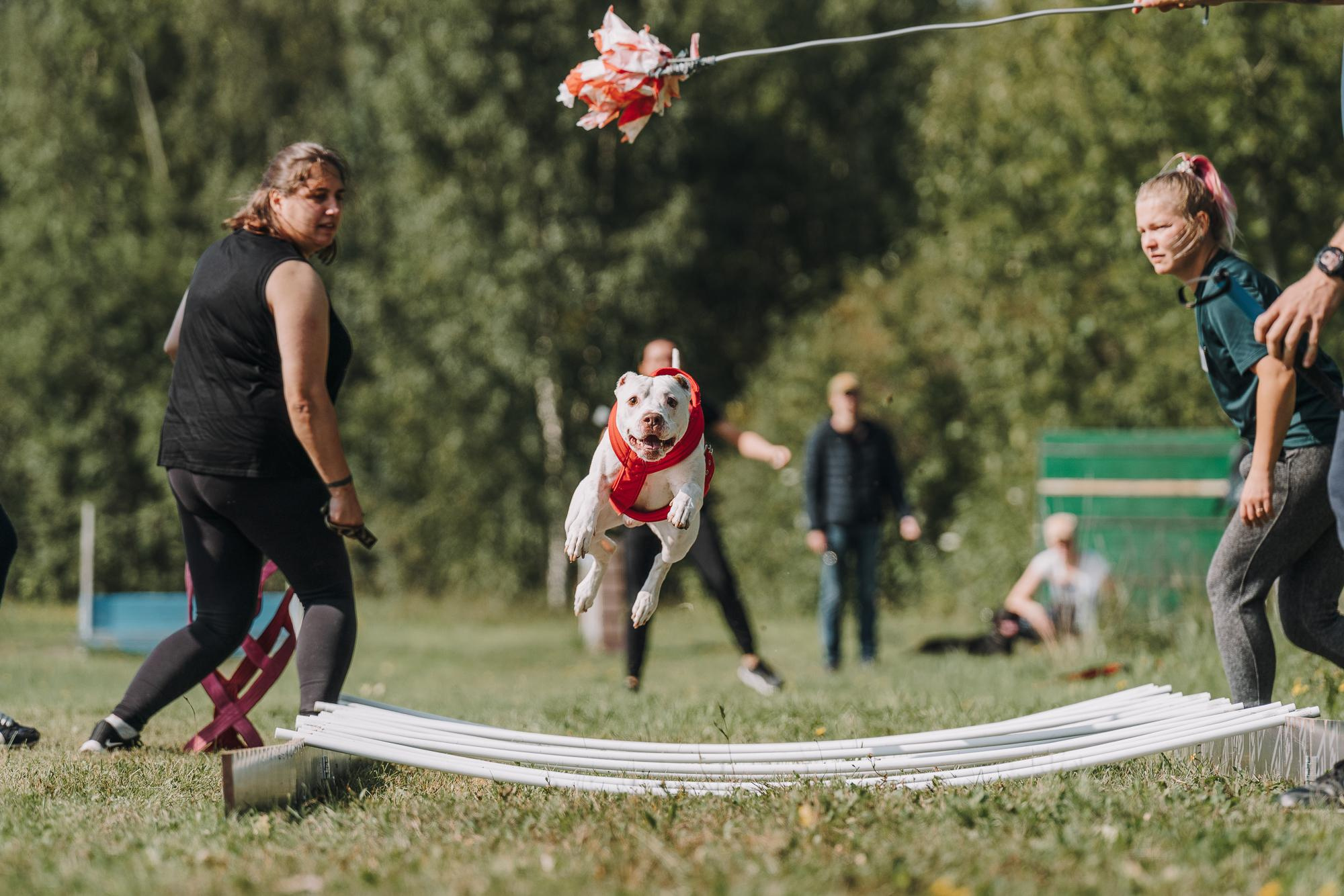 День пита и стаффа. Фотограф анималист Осипчикова Мария
