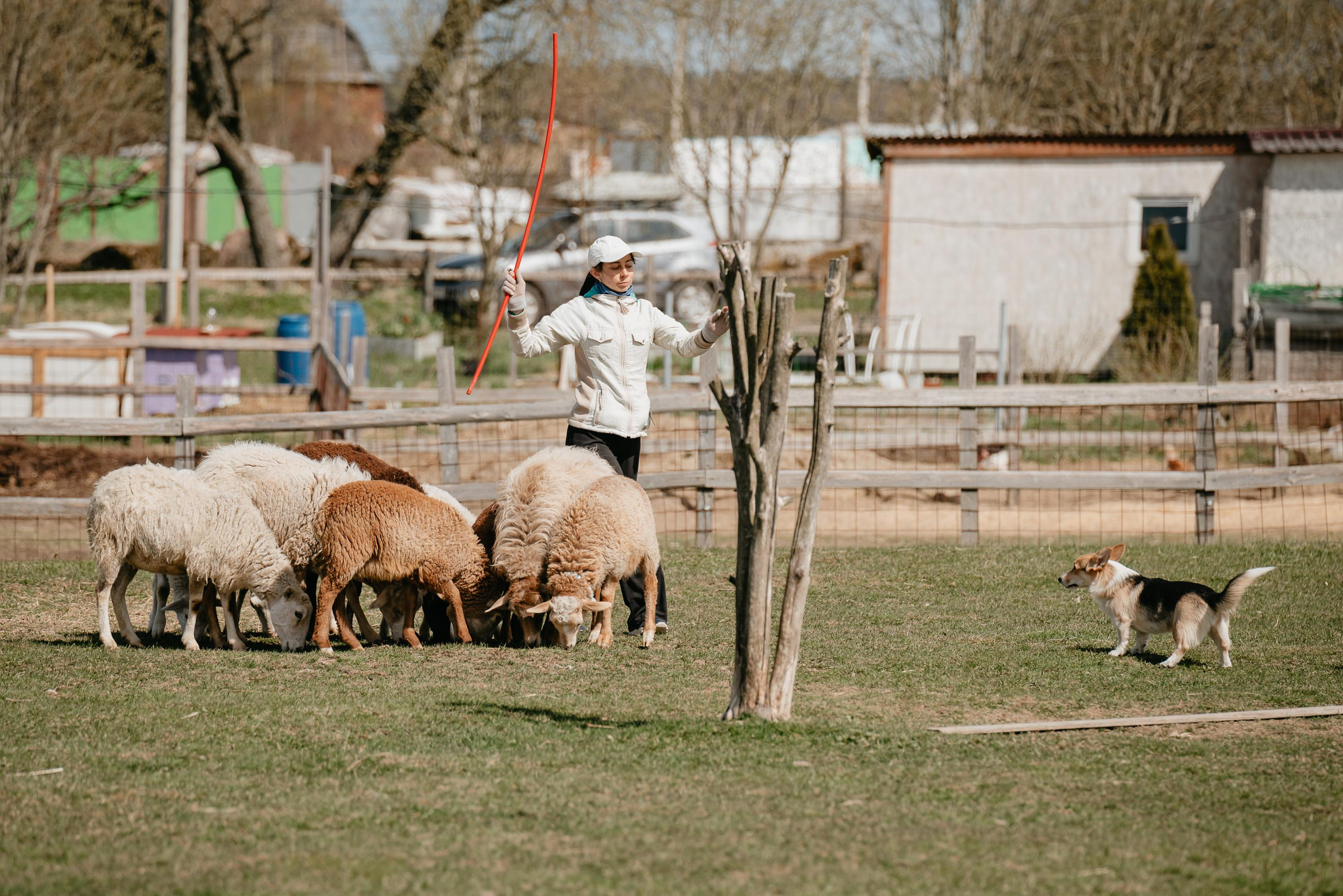 Пастушья служба. Фотограф анималист Осипчикова Мария