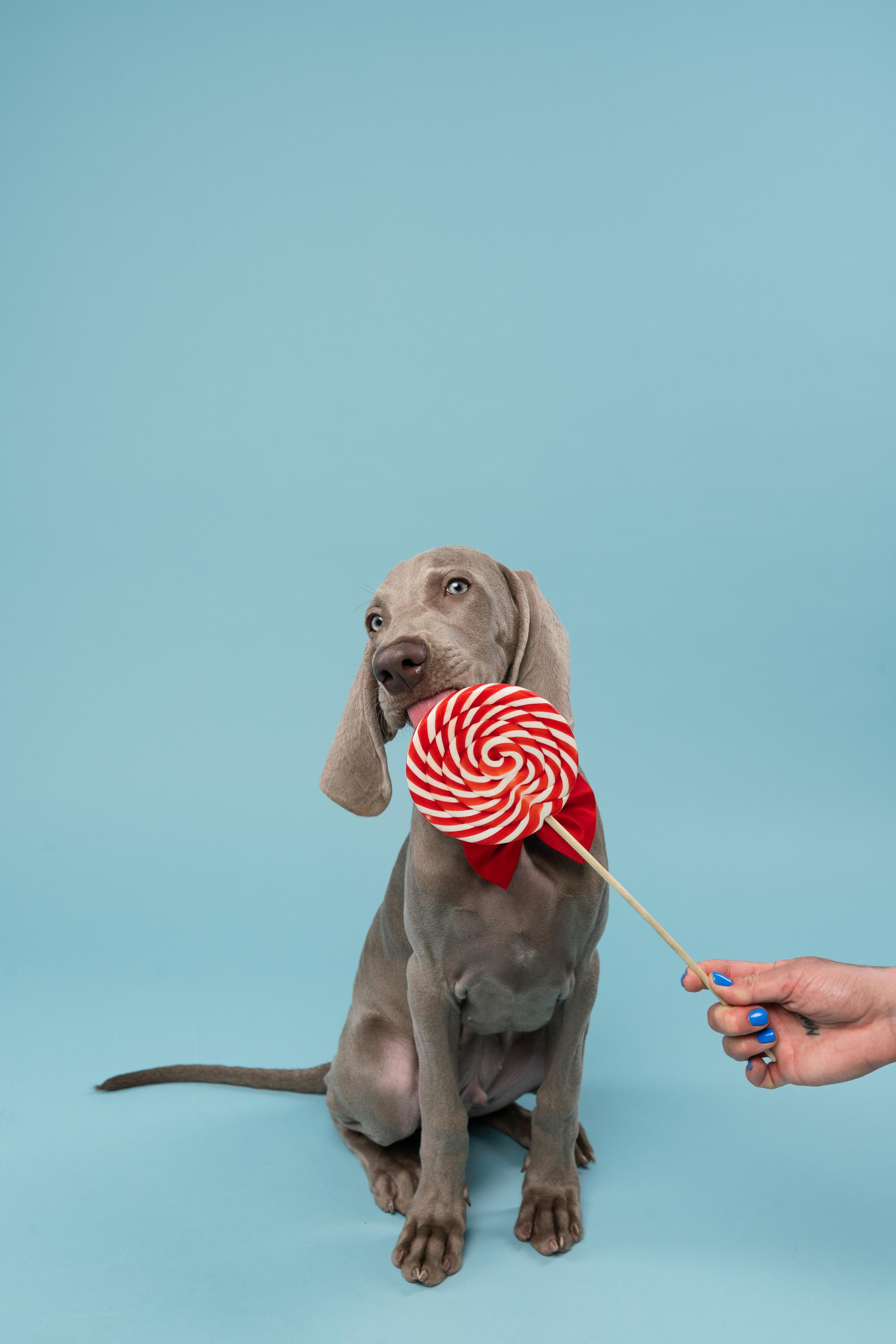 Веймаранер Эспен. Фотограф анималист Осипчикова Мария