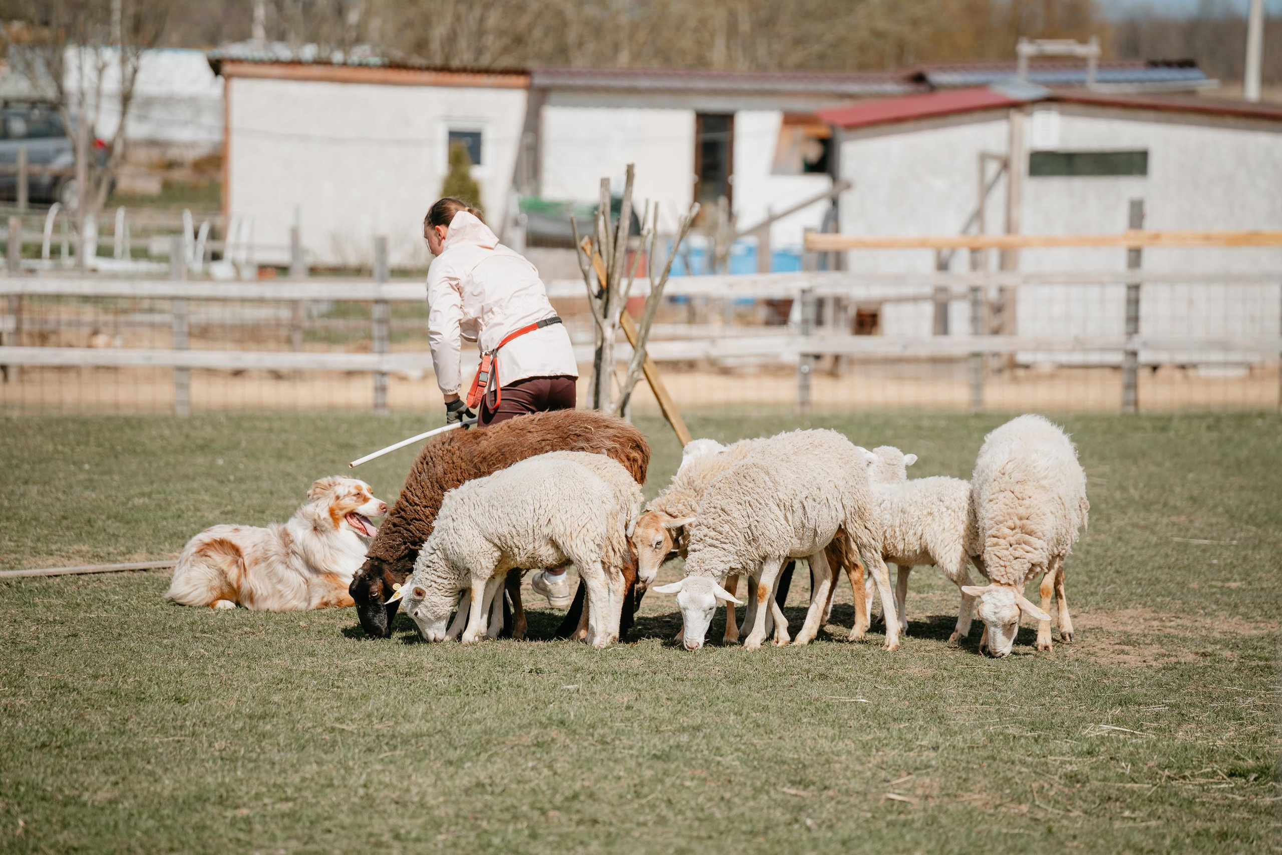 Пастушья служба. Фотограф анималист Осипчикова Мария