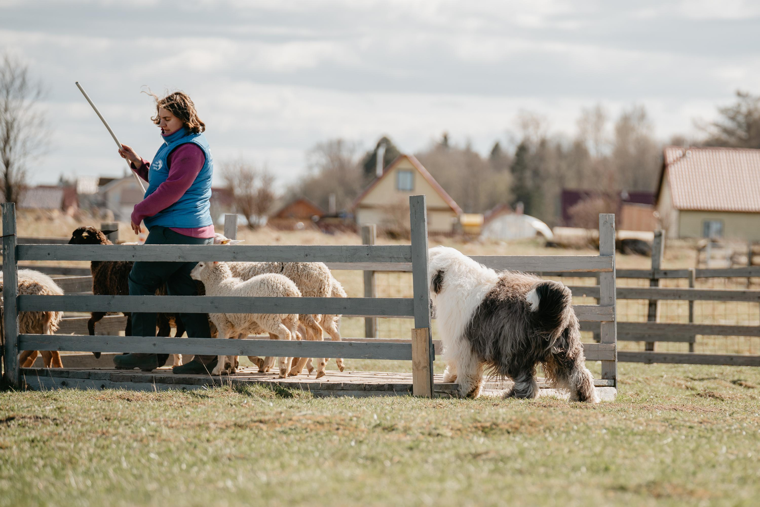 Пастушья служба. Фотограф анималист Осипчикова Мария