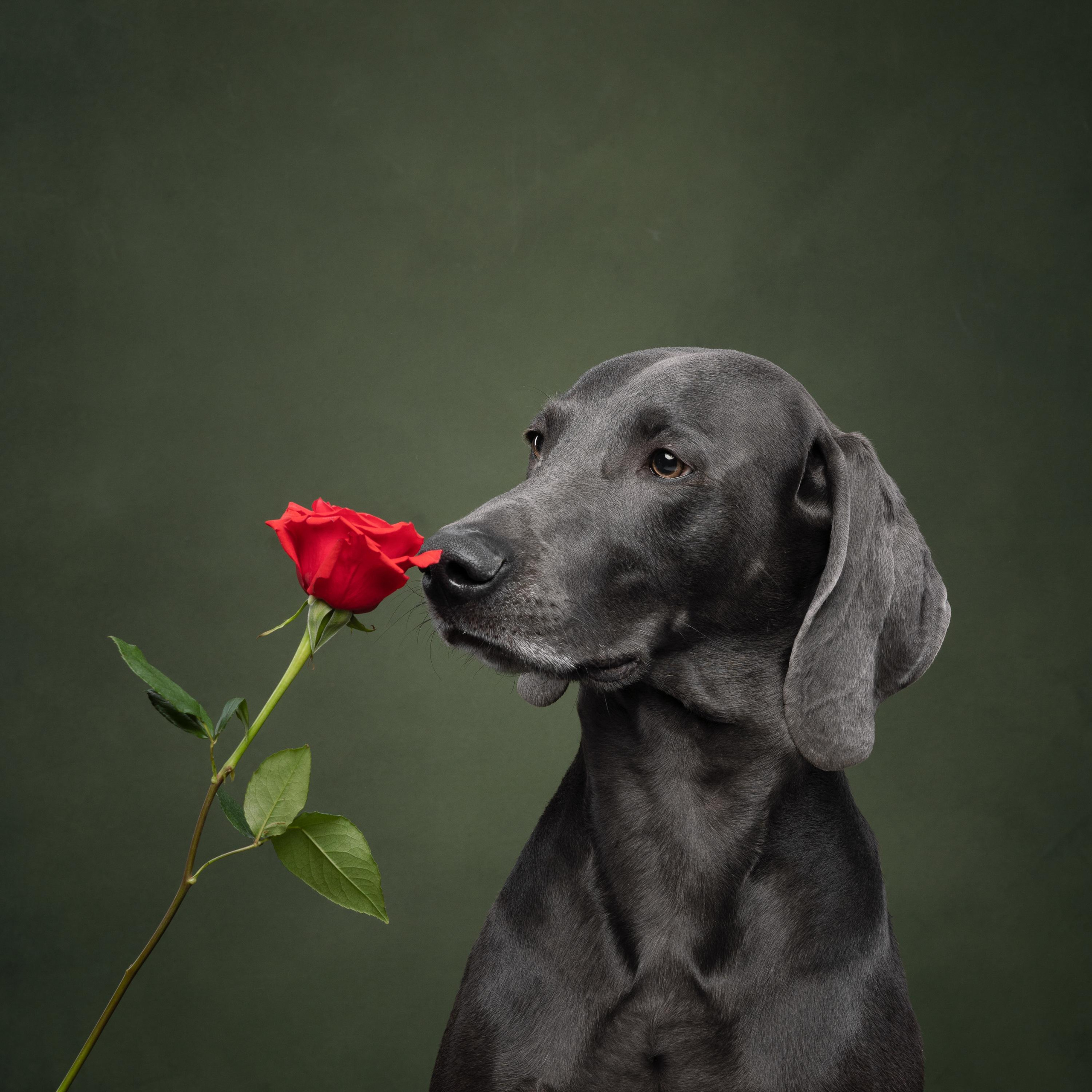 Веймаранер Рон. Фотограф анималист Осипчикова Мария