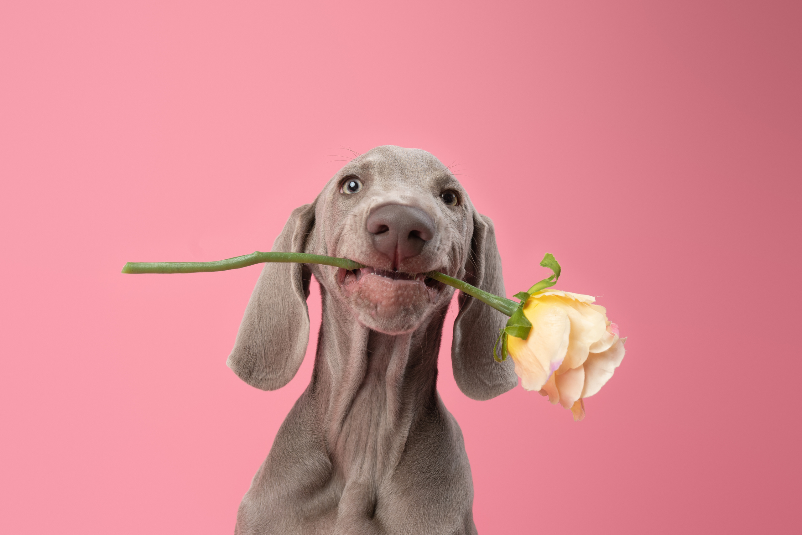 Веймаранер Элай. Фотограф анималист Осипчикова Мария